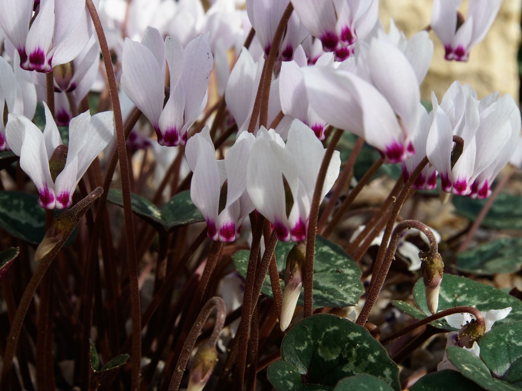 Image of Cyclamen cilicium