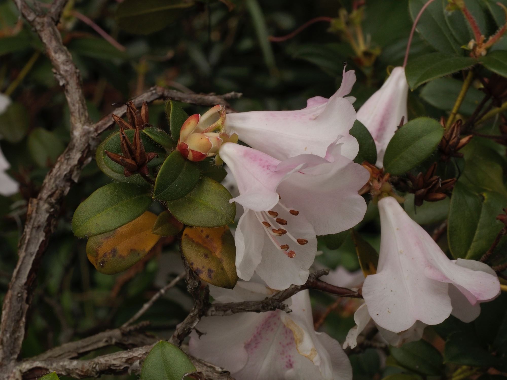 Image of Rhododendron 'Cilpinense'