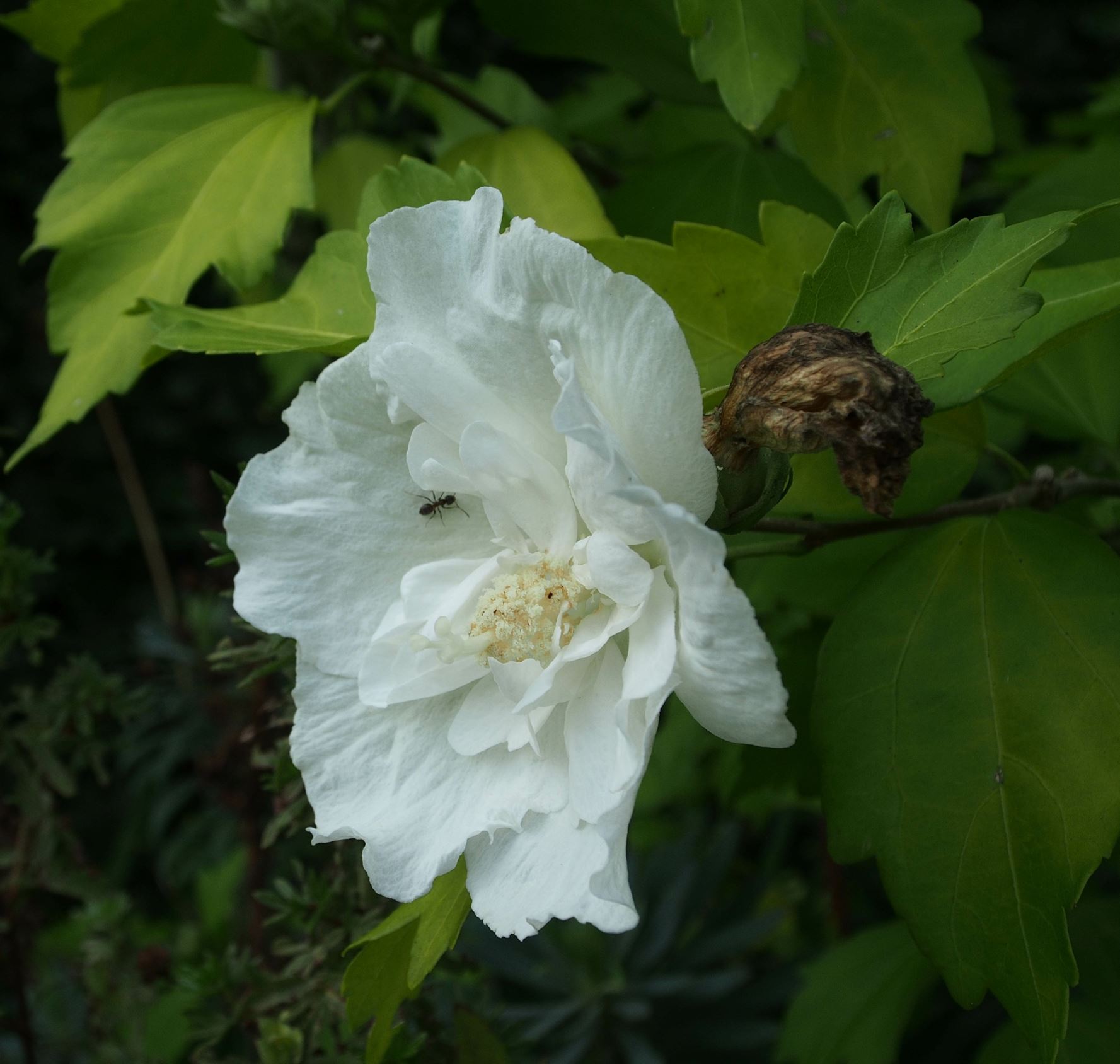 Image of Hibiscus 'White Chiffon'