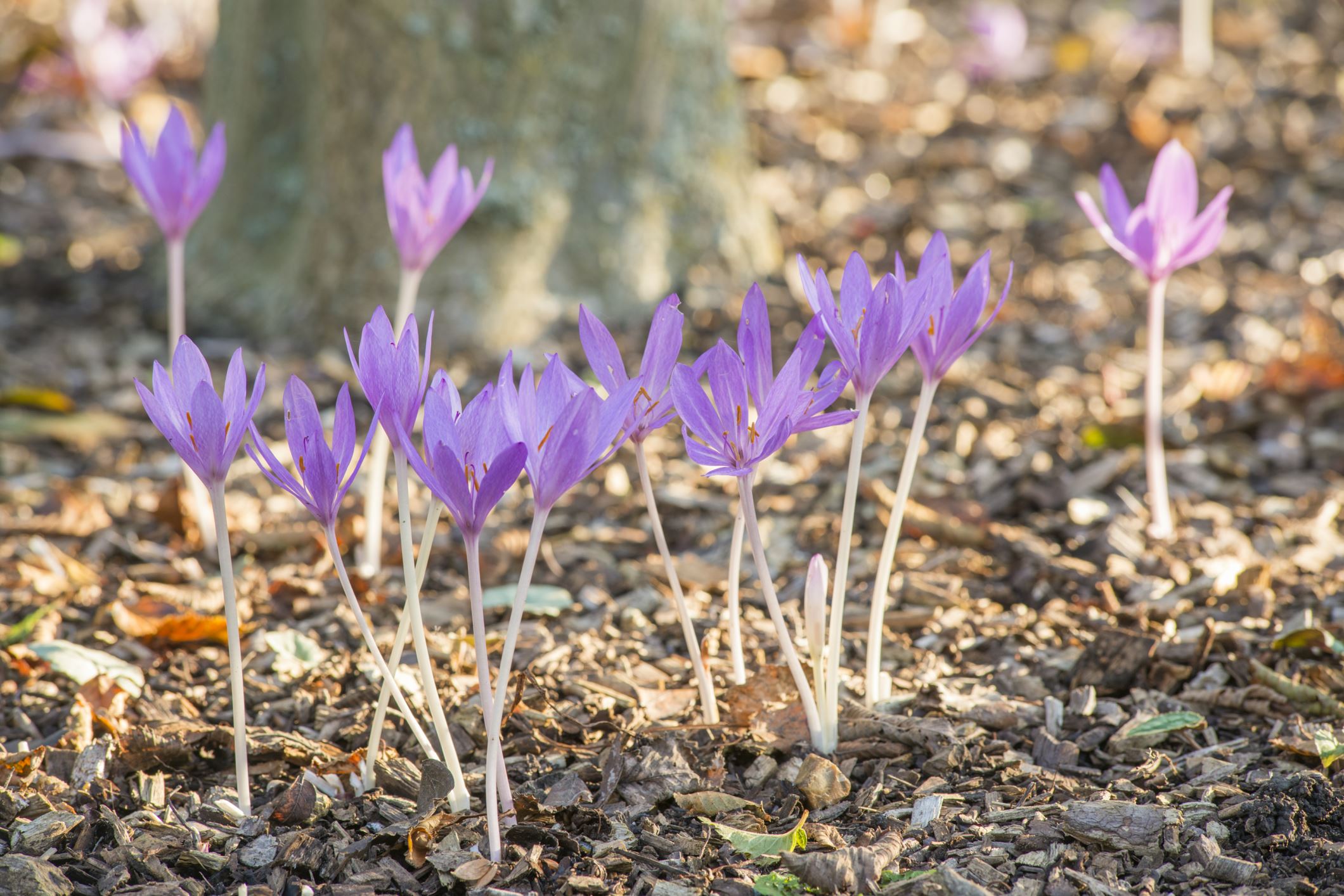 Image of Colchicum Ã— byzantinum