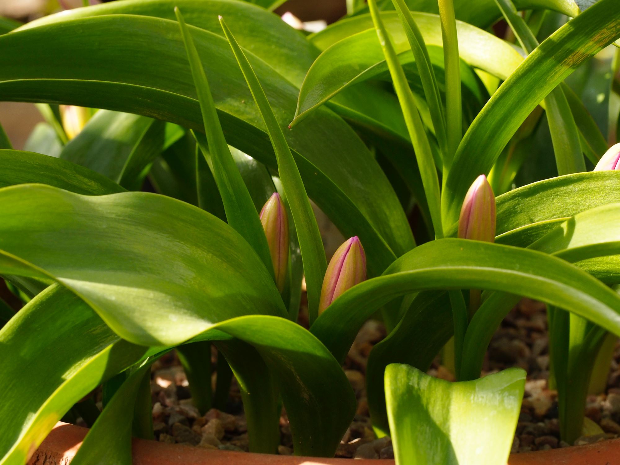 Image of Tulipa saxatalis (Bakeri Group) 'Lilac Wonder'