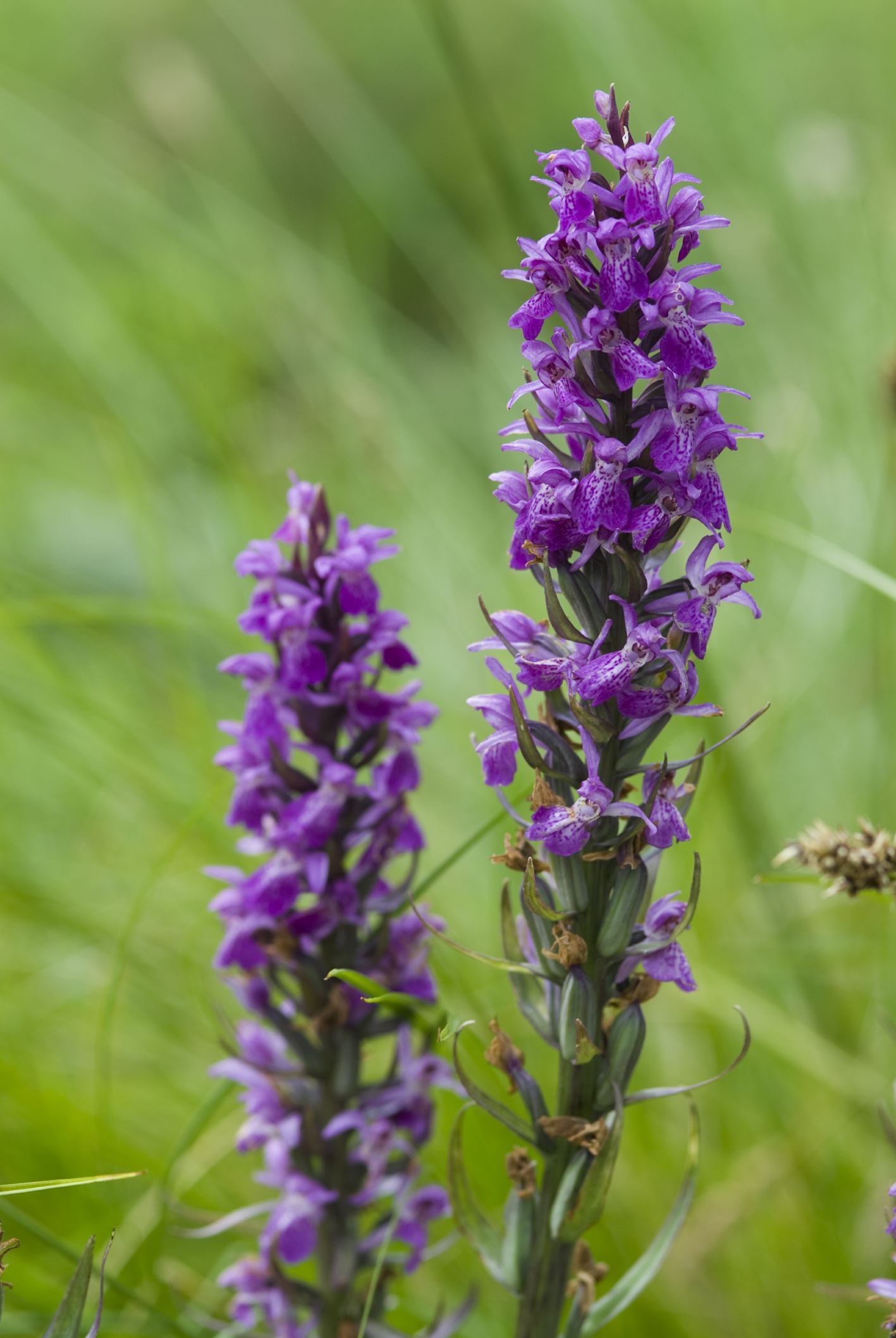 Image of Dactylorhiza praetermissa