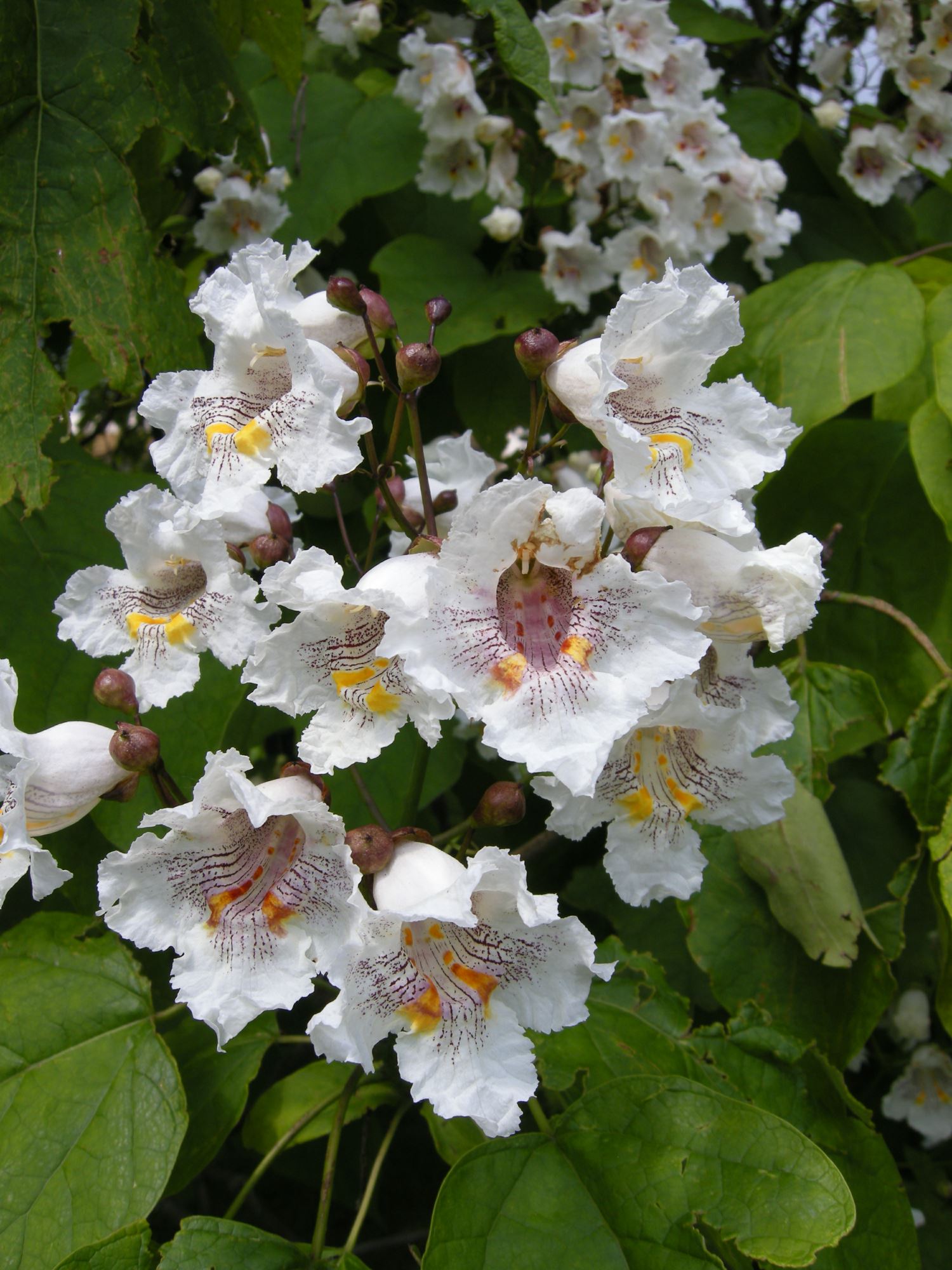 Image of Catalpa speciosa
