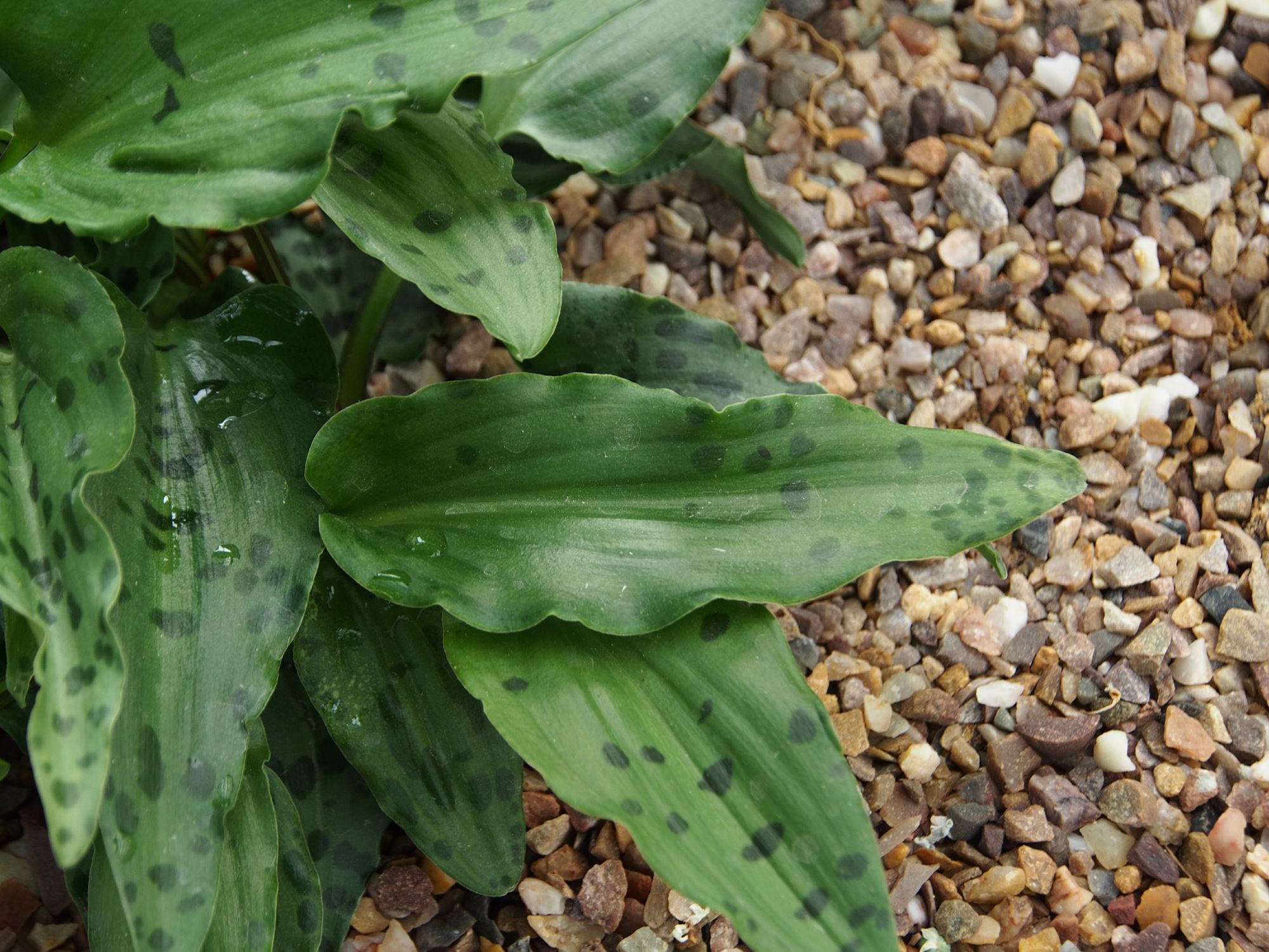 Image of Drimiopsis maculata