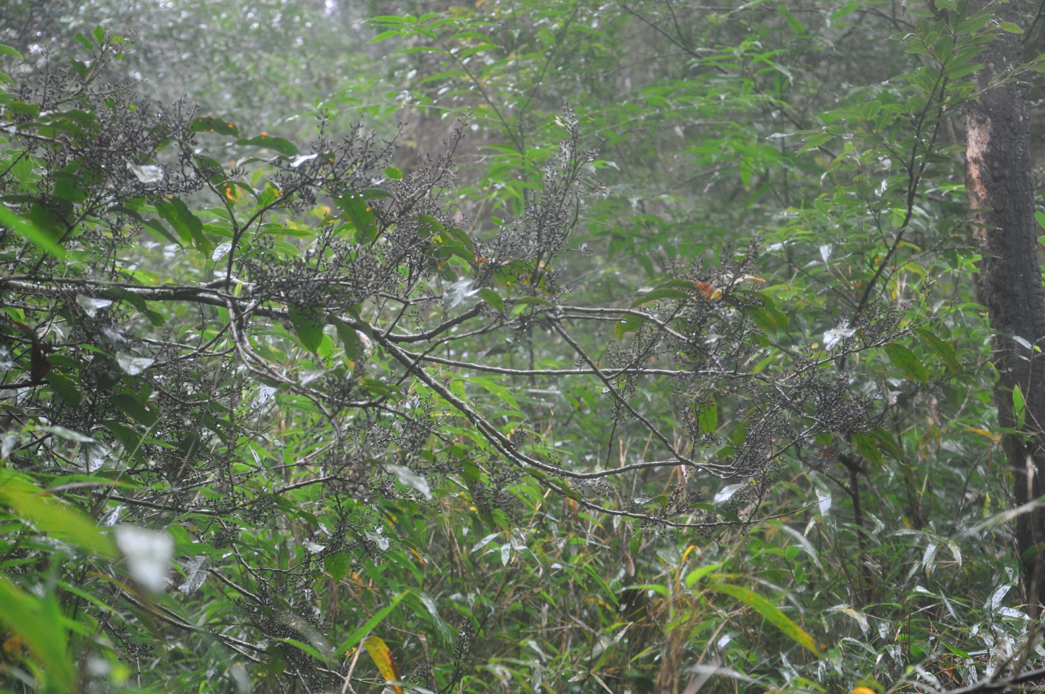 Image of Indet. Styracaceae