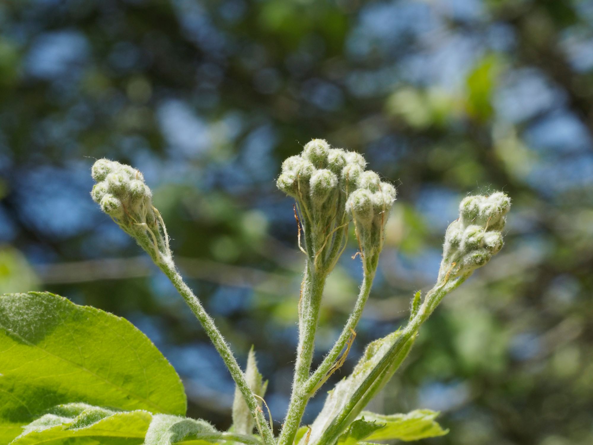 Image of Sorbus torminalis