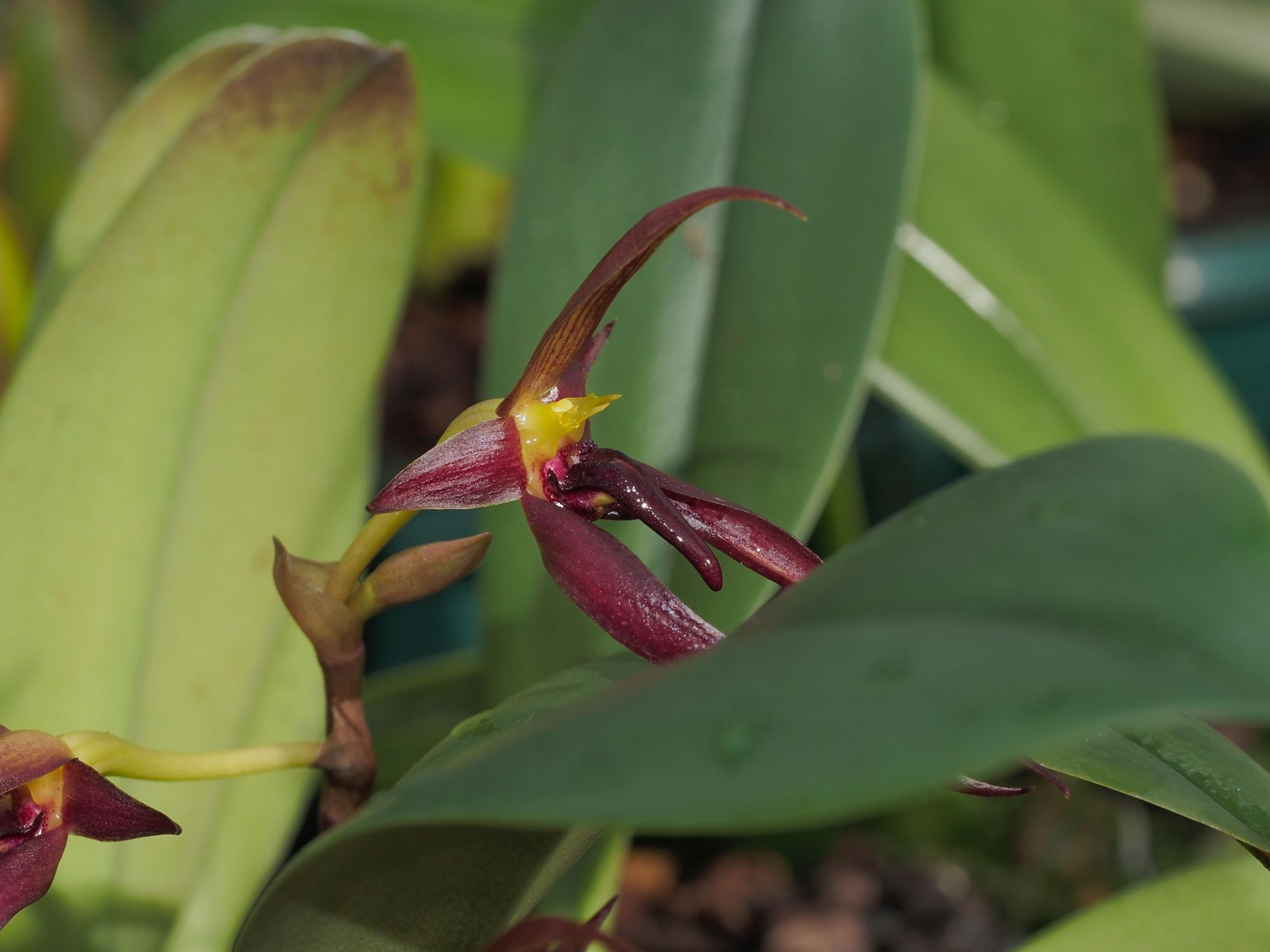 Image of Bulbophyllum mearnsii