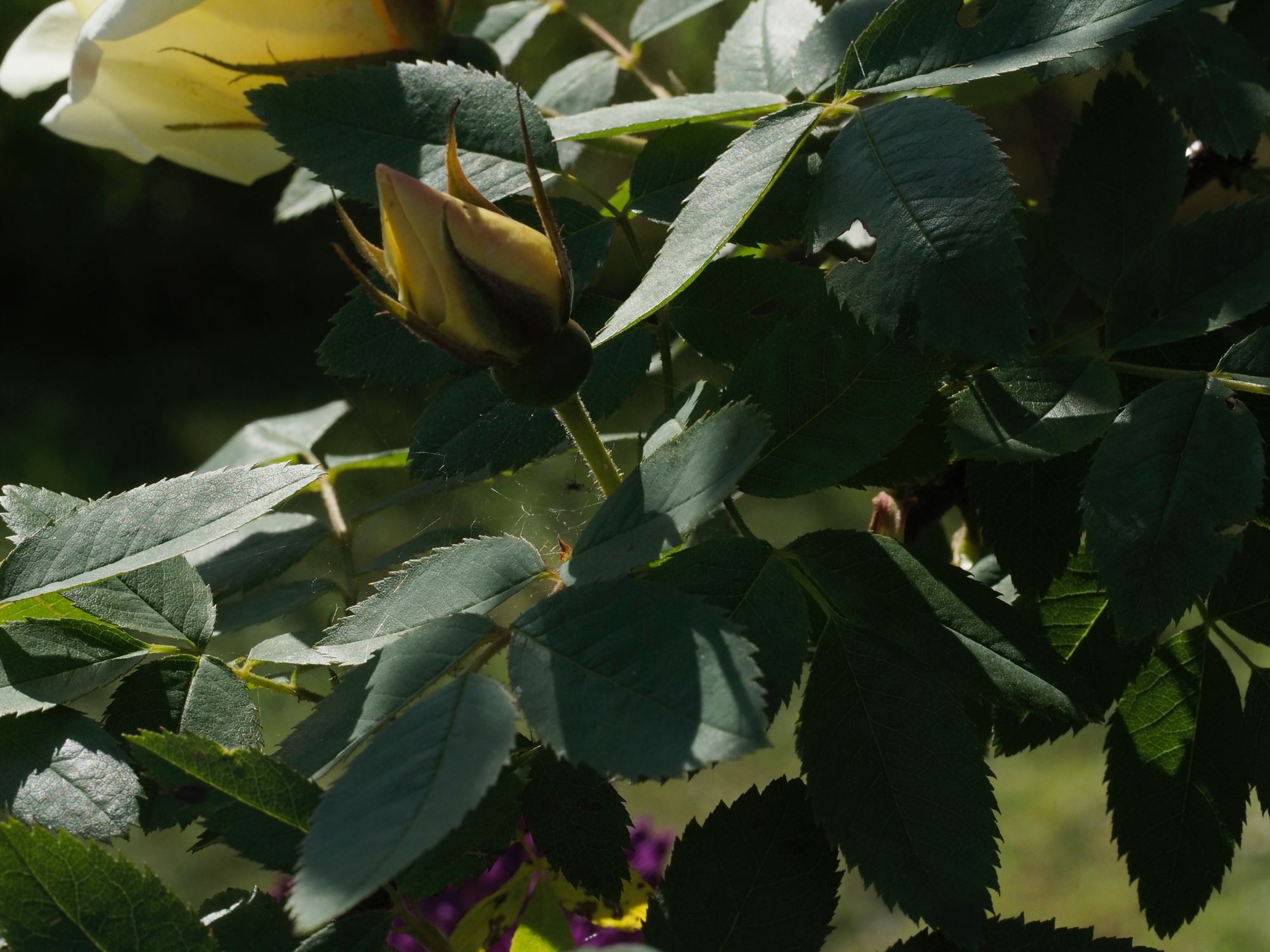 Image of Rosa 'Fruhlingsgold'
