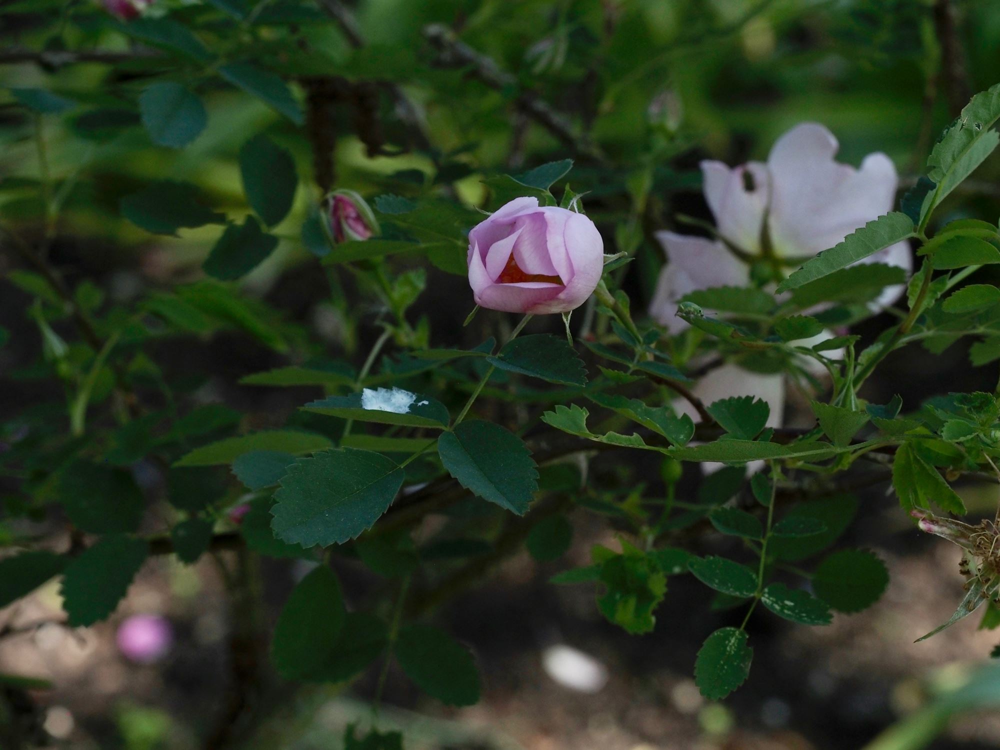 Image of Rosa nutkana Ã— R. pimpinellifolia 'Grandiflora'