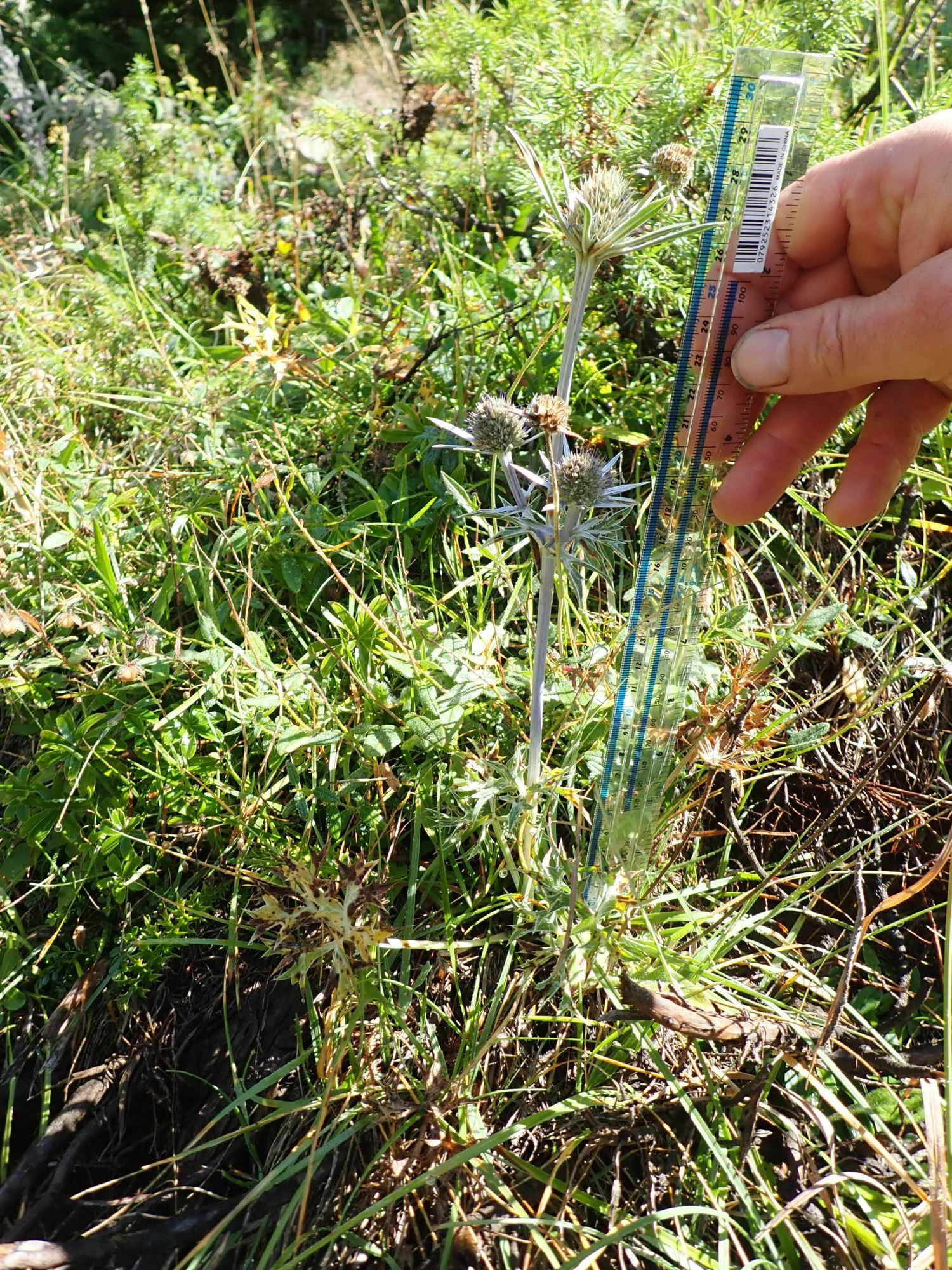 Image of Eryngium bourgatii