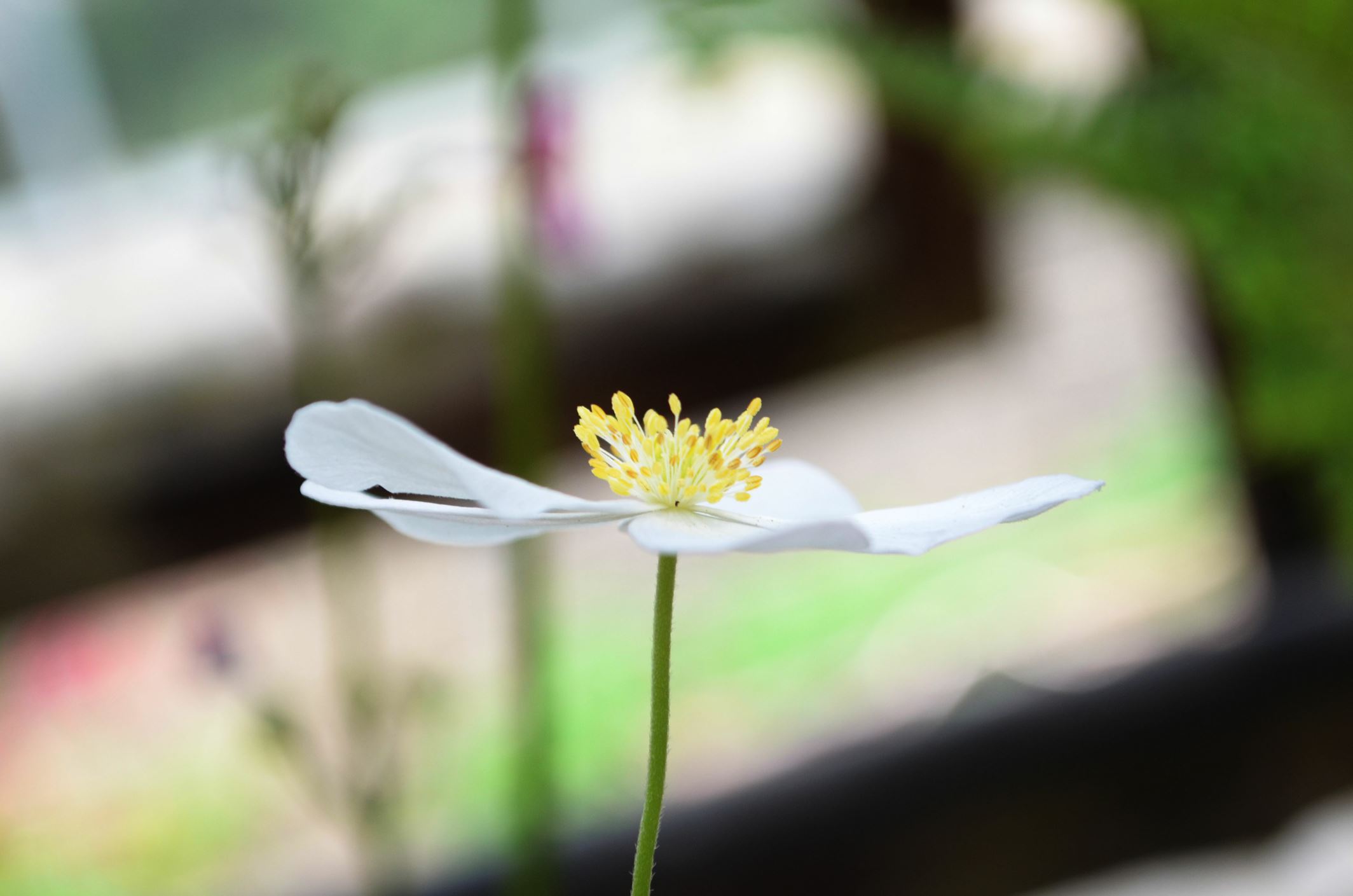 Image of Anemonastrum canadense