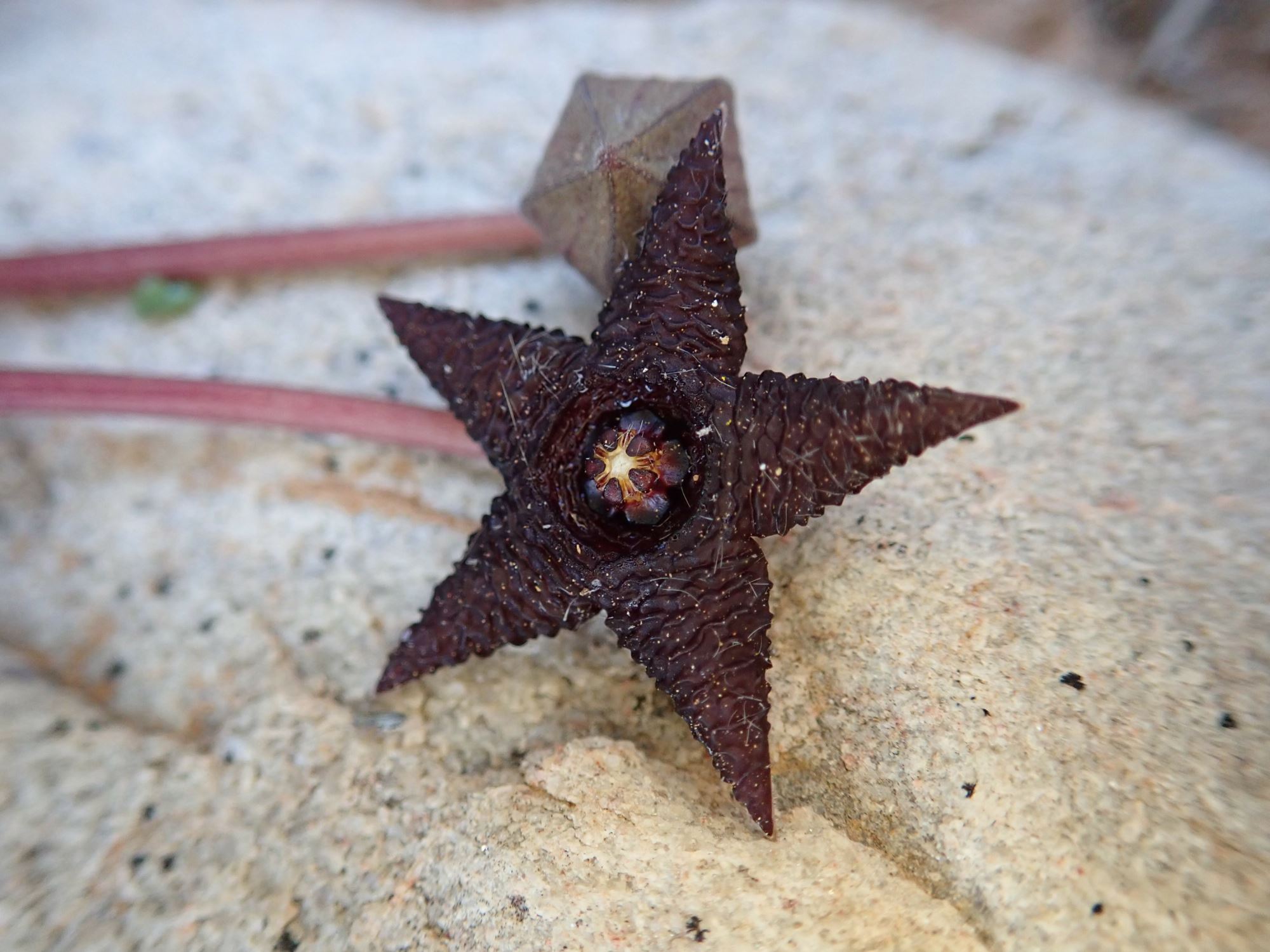 Image of Stapelia similis