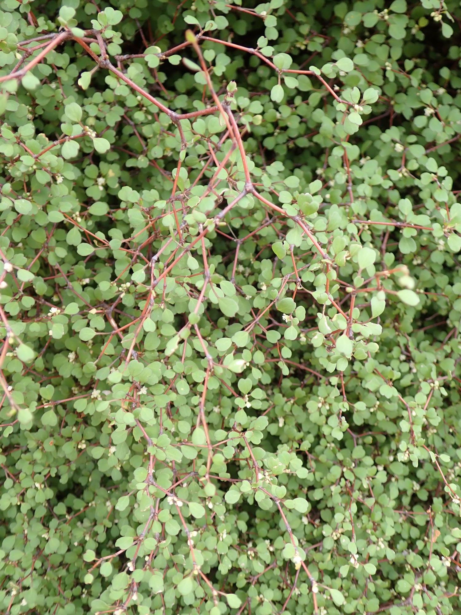 Image of Muehlenbeckia astonii