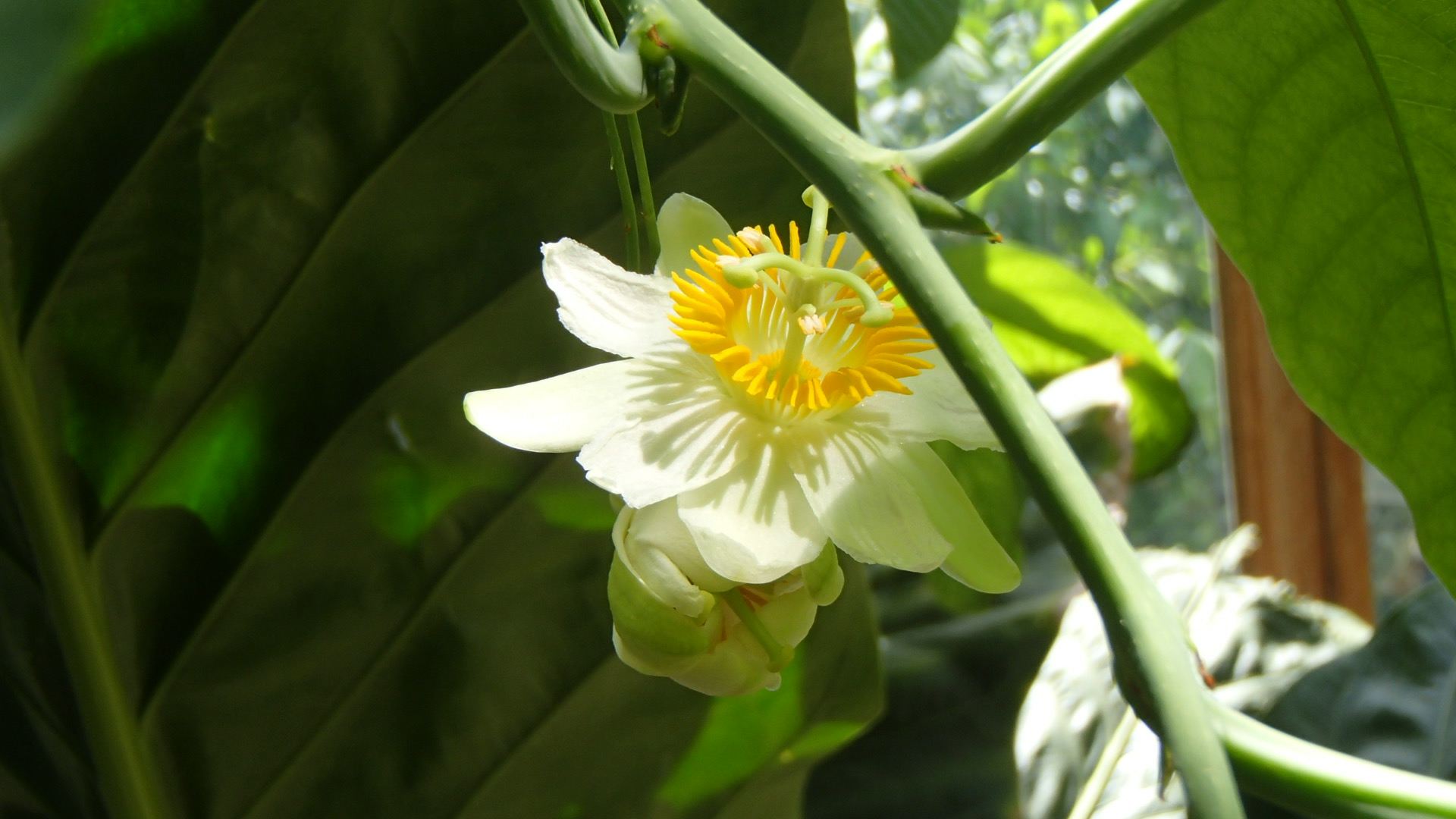 Image of Passiflora lindeniana