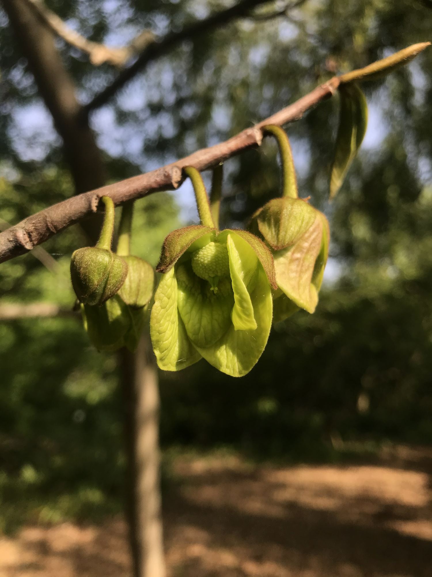 Image of Asimina triloba