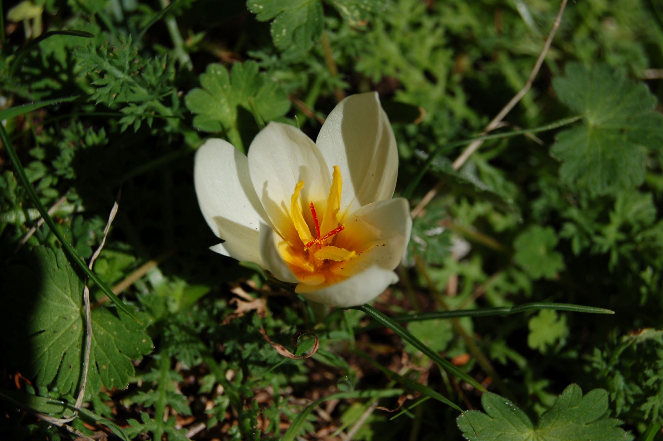 Image of Crocus hadriaticus
