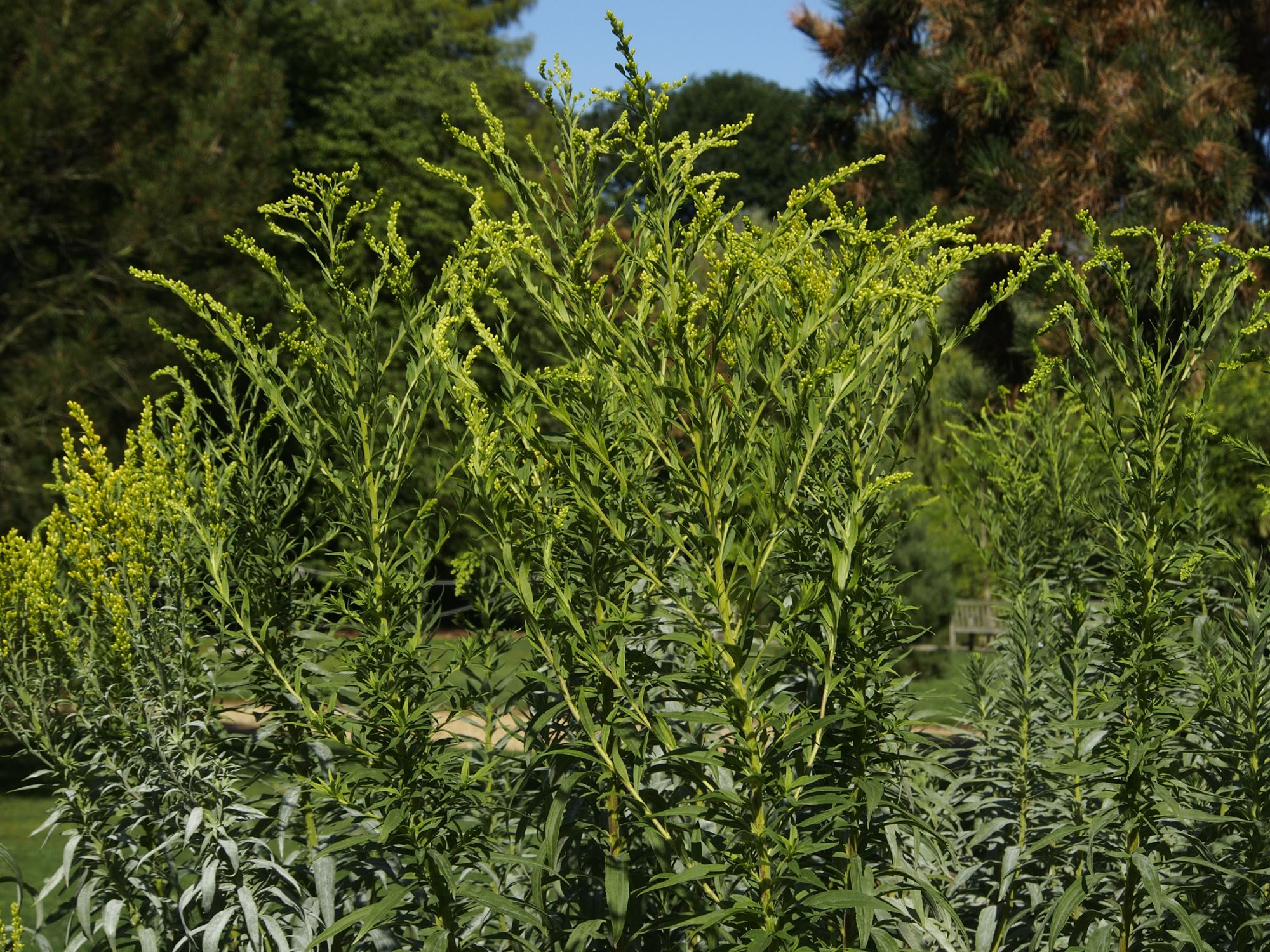 Image of Solidago glomerata