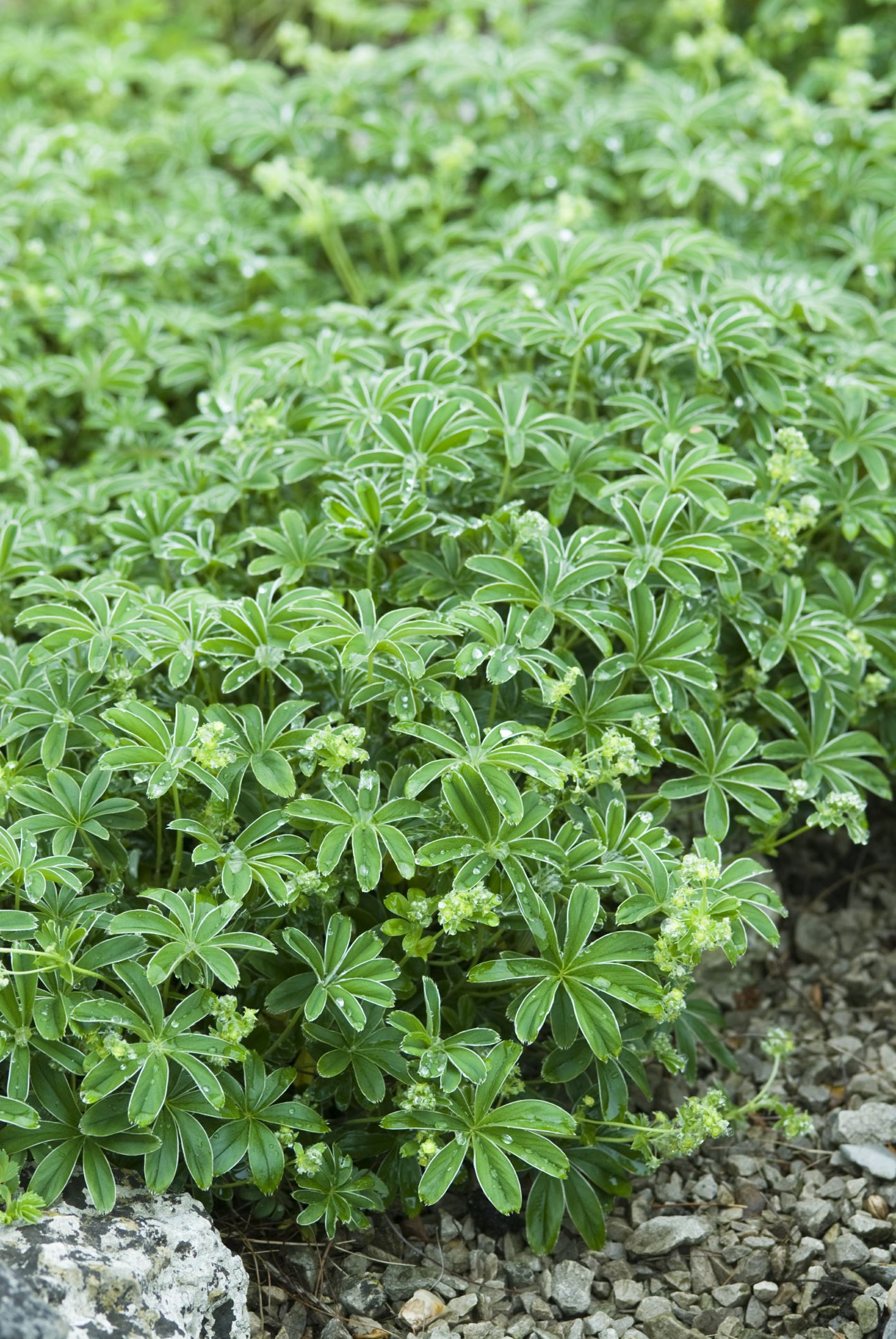 Image of Alchemilla plicatula