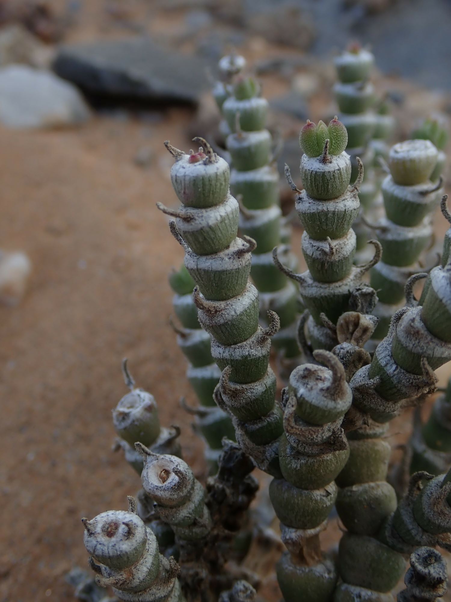 Image of Mesembryanthemum tomentosum