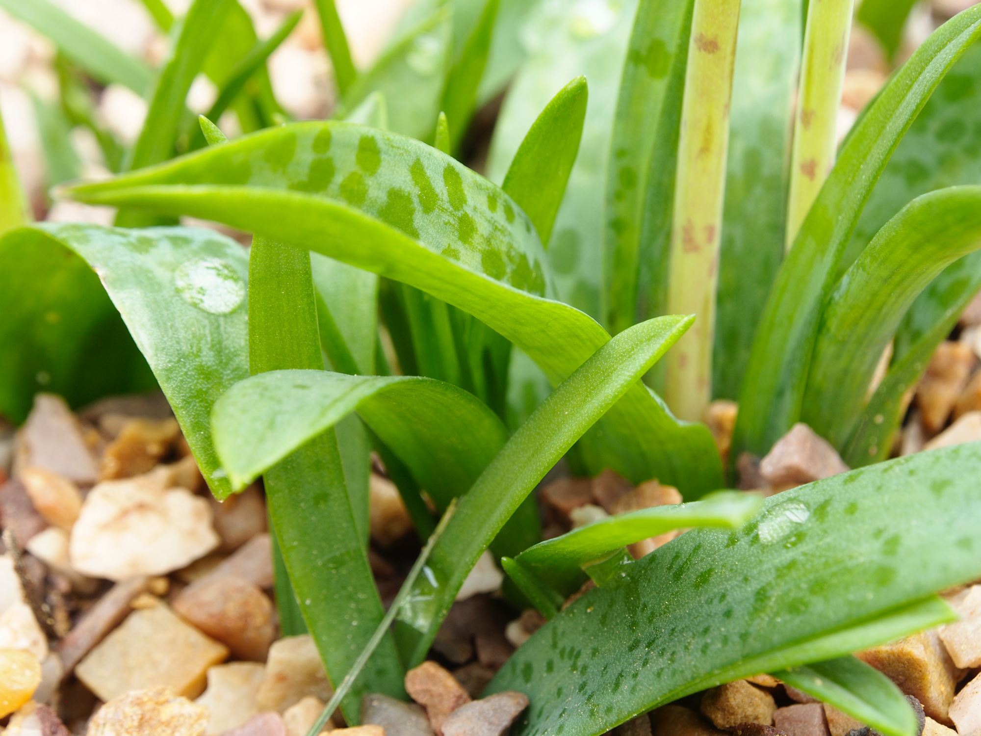 Image of Lachenalia bulbifera