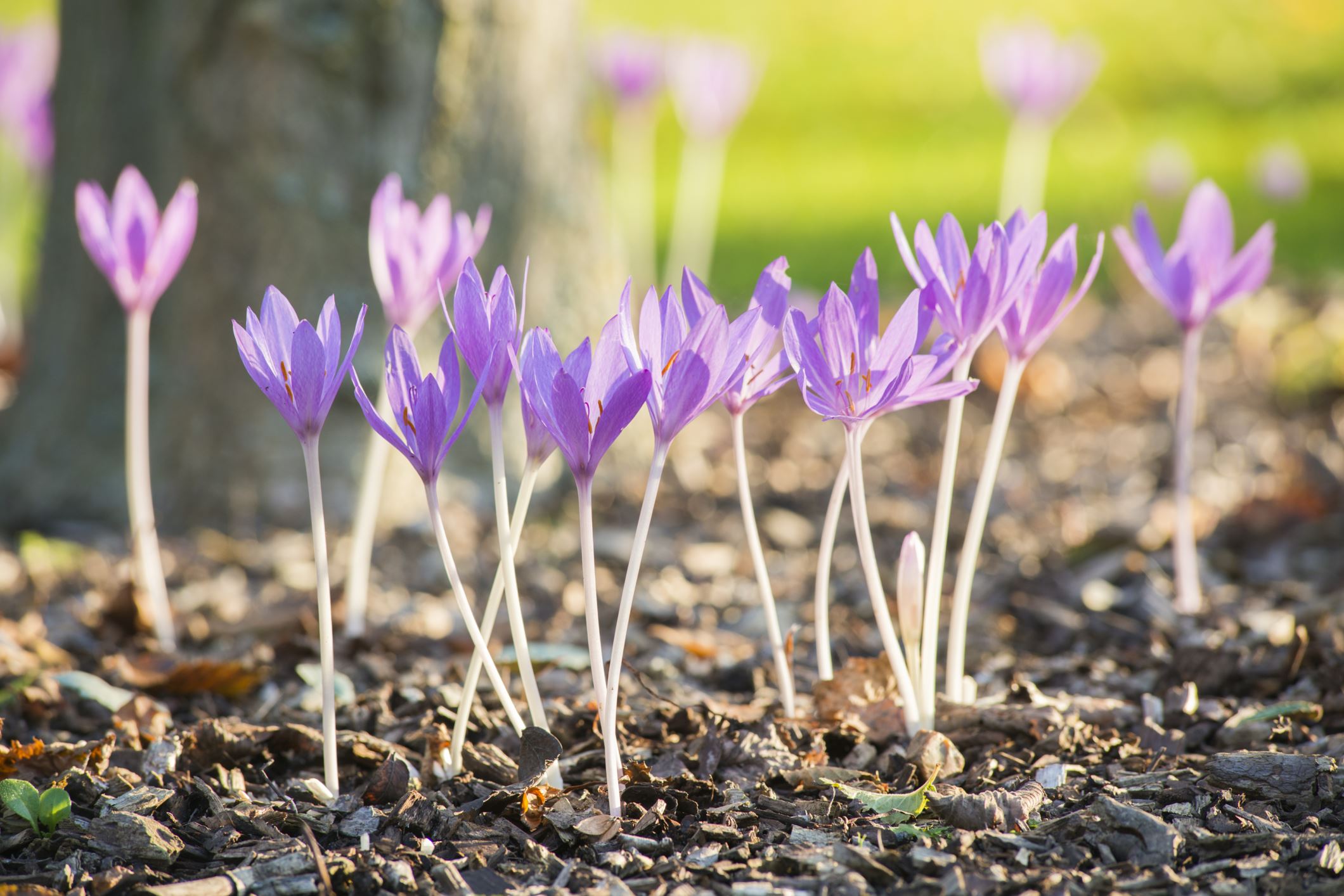 Image of Colchicum Ã— byzantinum