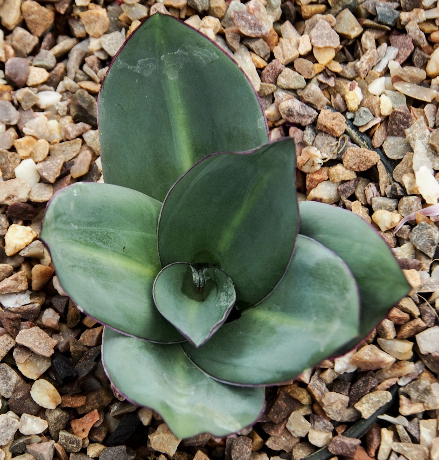 Image of Eucomis schijffii
