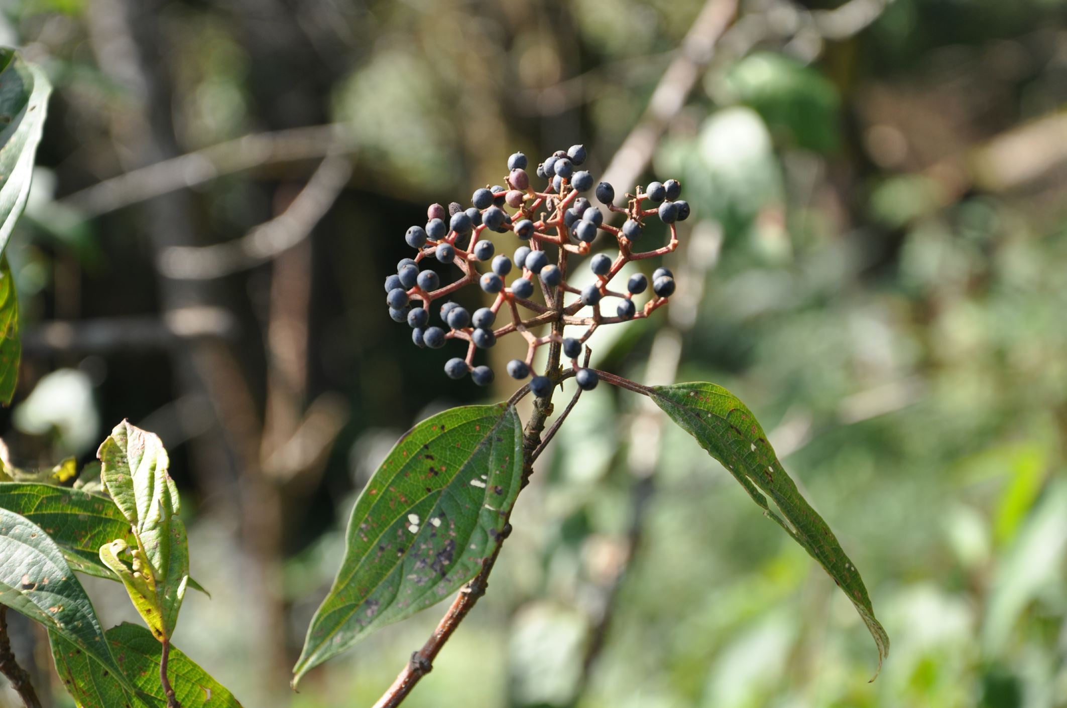Image of Viburnum cylindricum