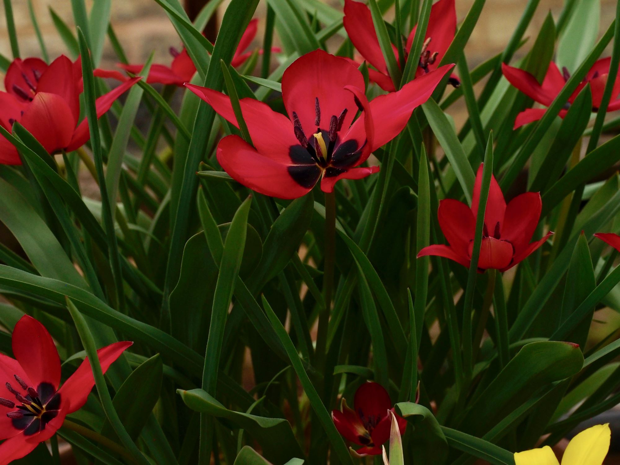 Image of Tulipa stapfii