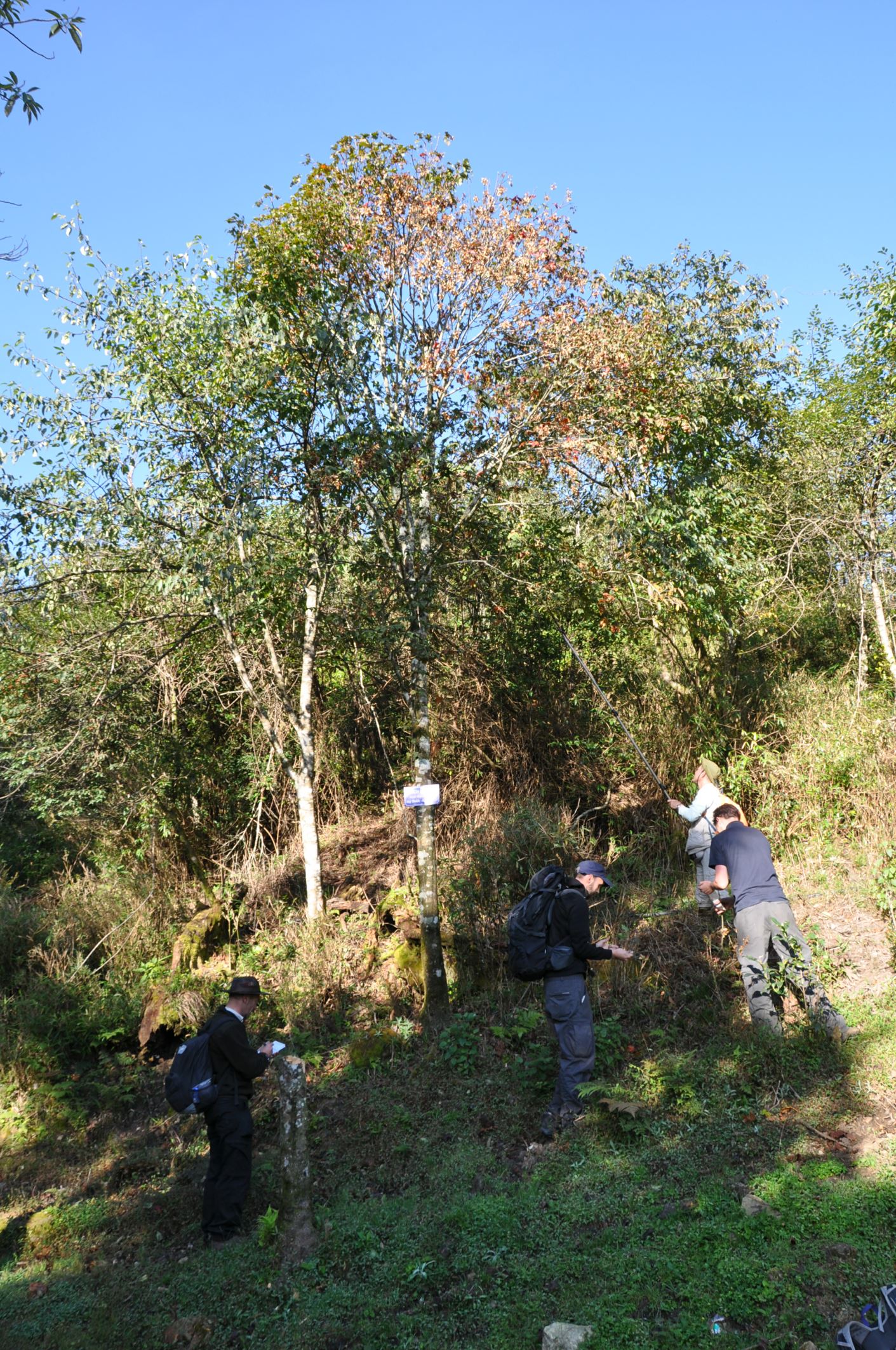Image of Acer campbellii subsp. flabellatum