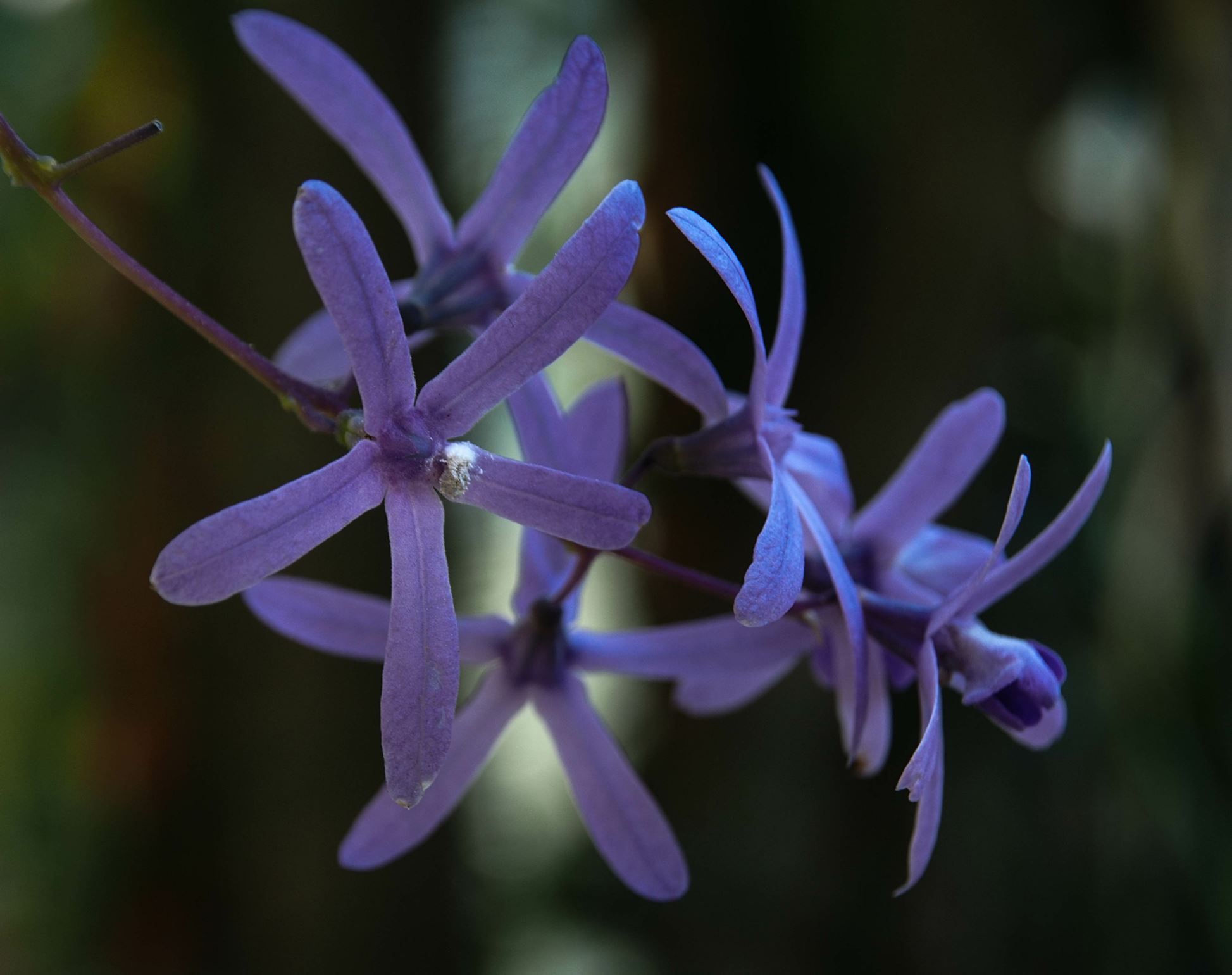 Image of Petrea volubilis