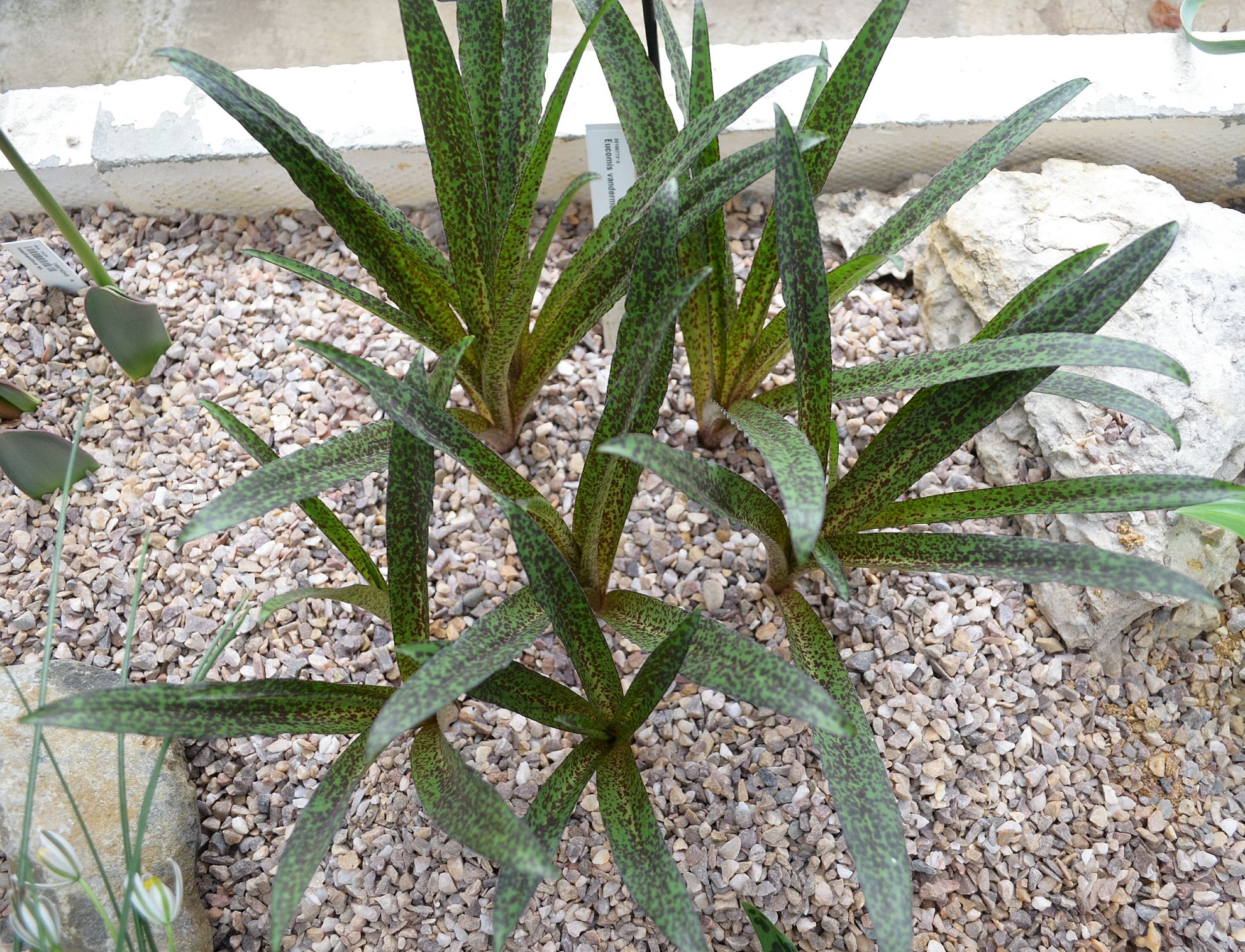 Image of Eucomis vandermerwei