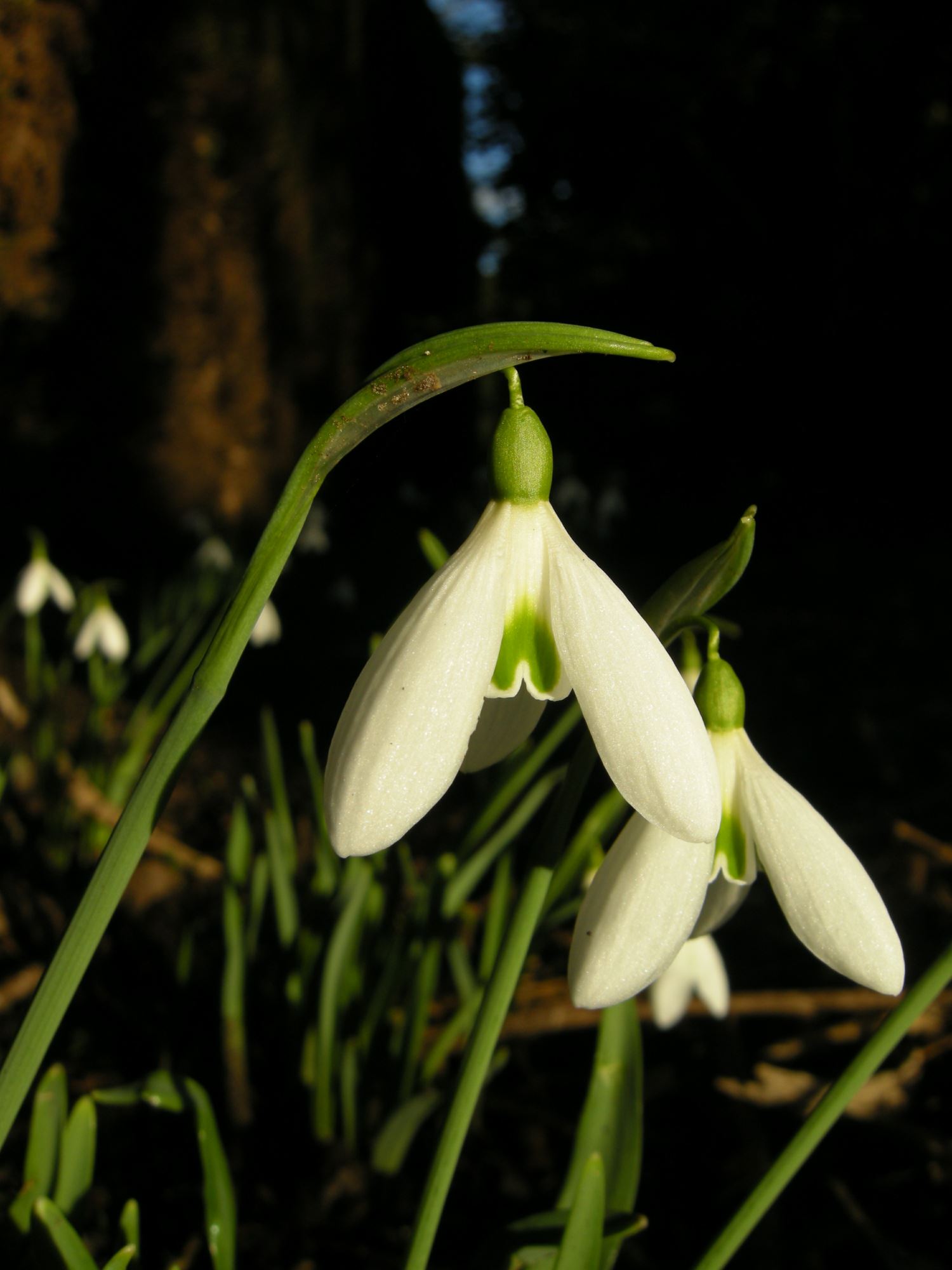 Image of Galanthus 'James Backhouse'