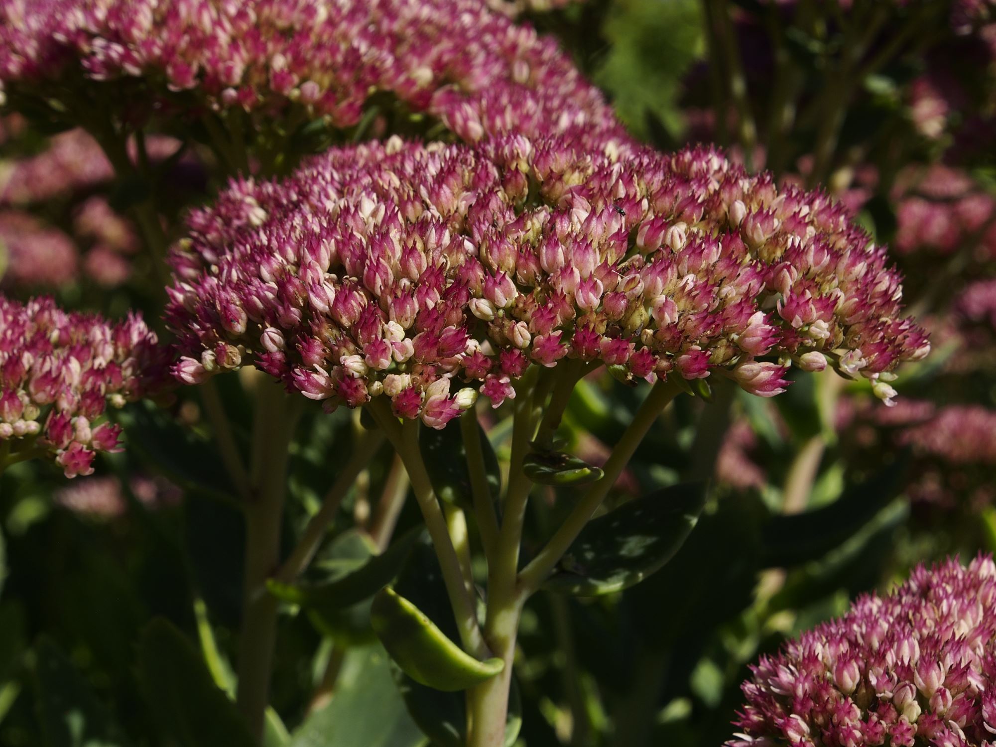 Image of Sedum spectabile