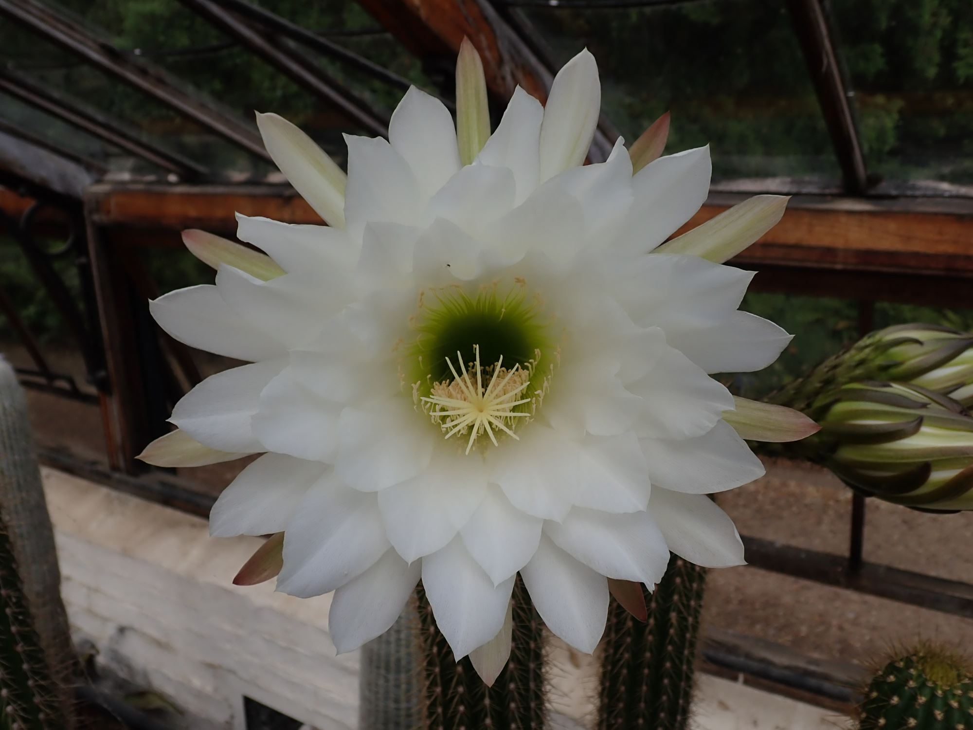 Image of Echinopsis spachiana