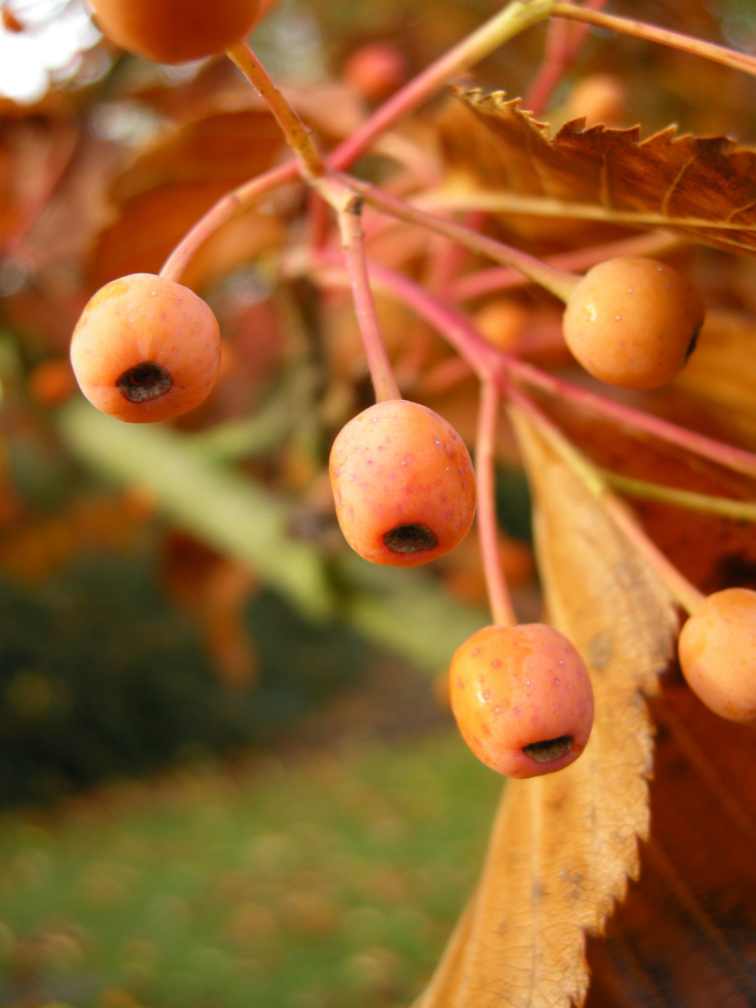 Image of Sorbus alnifolia