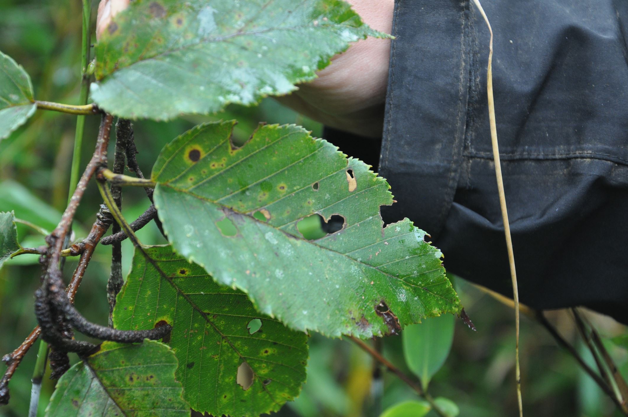 Image of Betula kweichowensis subsp. fansipanensis