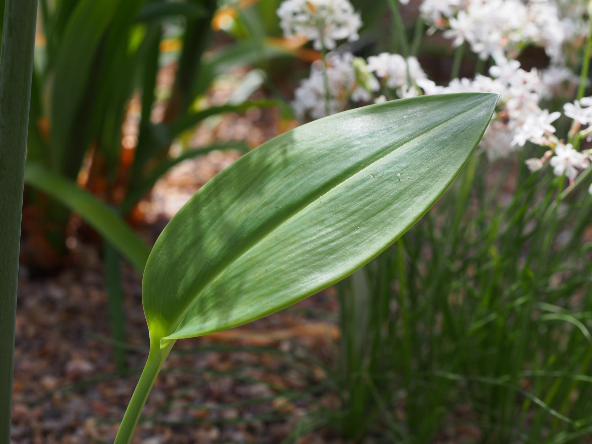 Image of Eucrosia mirabilis