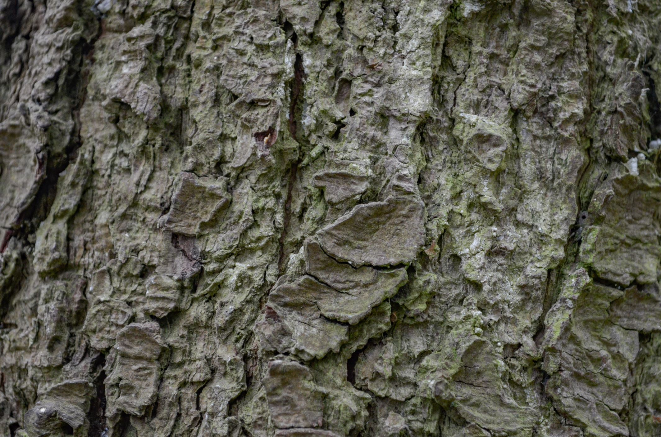 Image of Pinus armandii