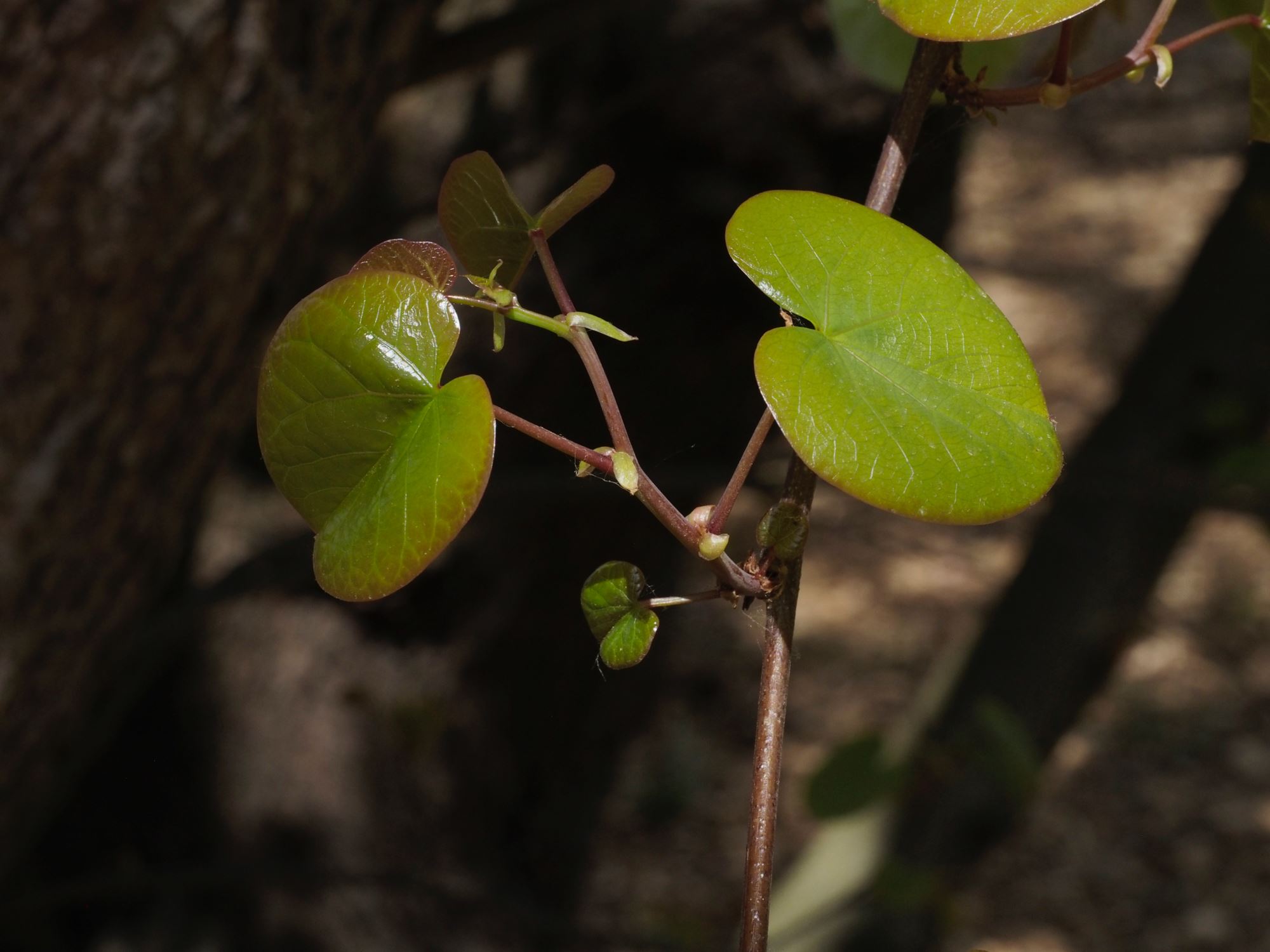 Image of Cercis siliquastrum