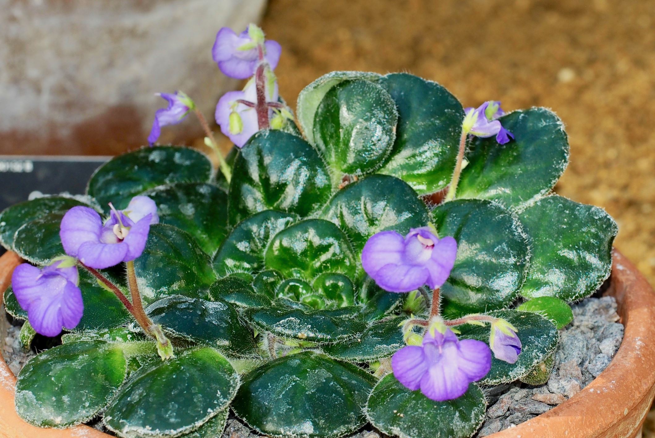 Image of Petrocosmea minor