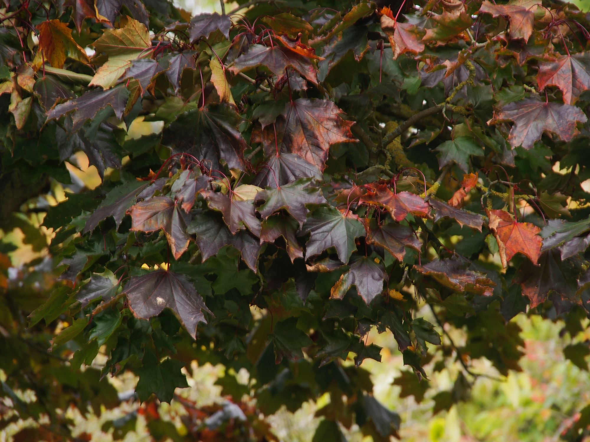 Image of Acer platanoides 'Goldsworth Purple'