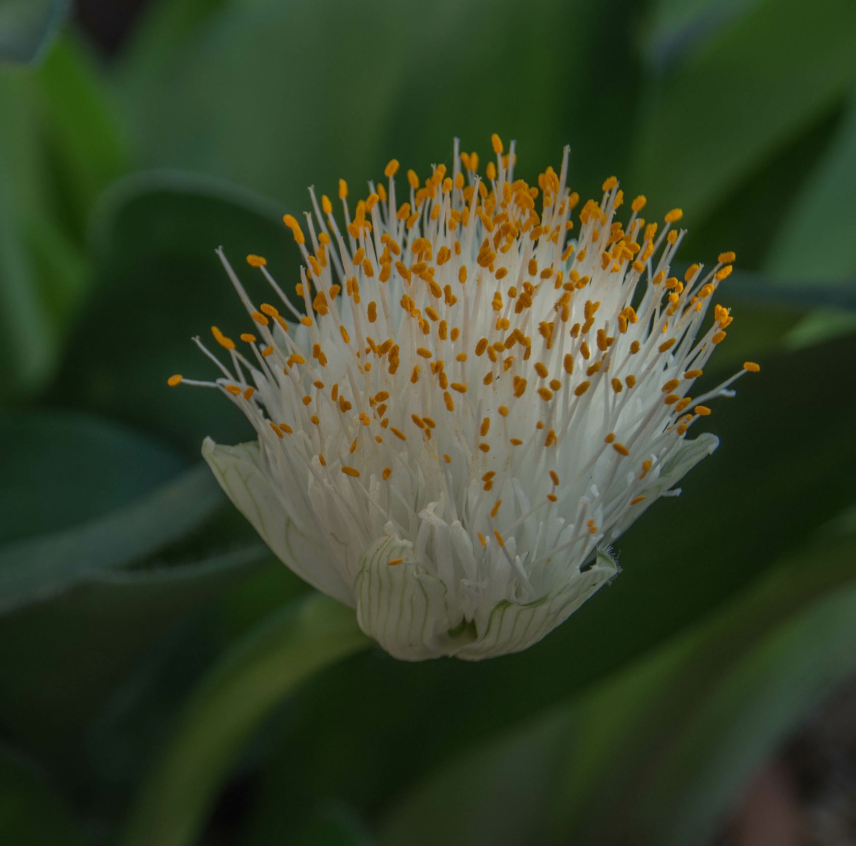 Image of Haemanthus albiflos