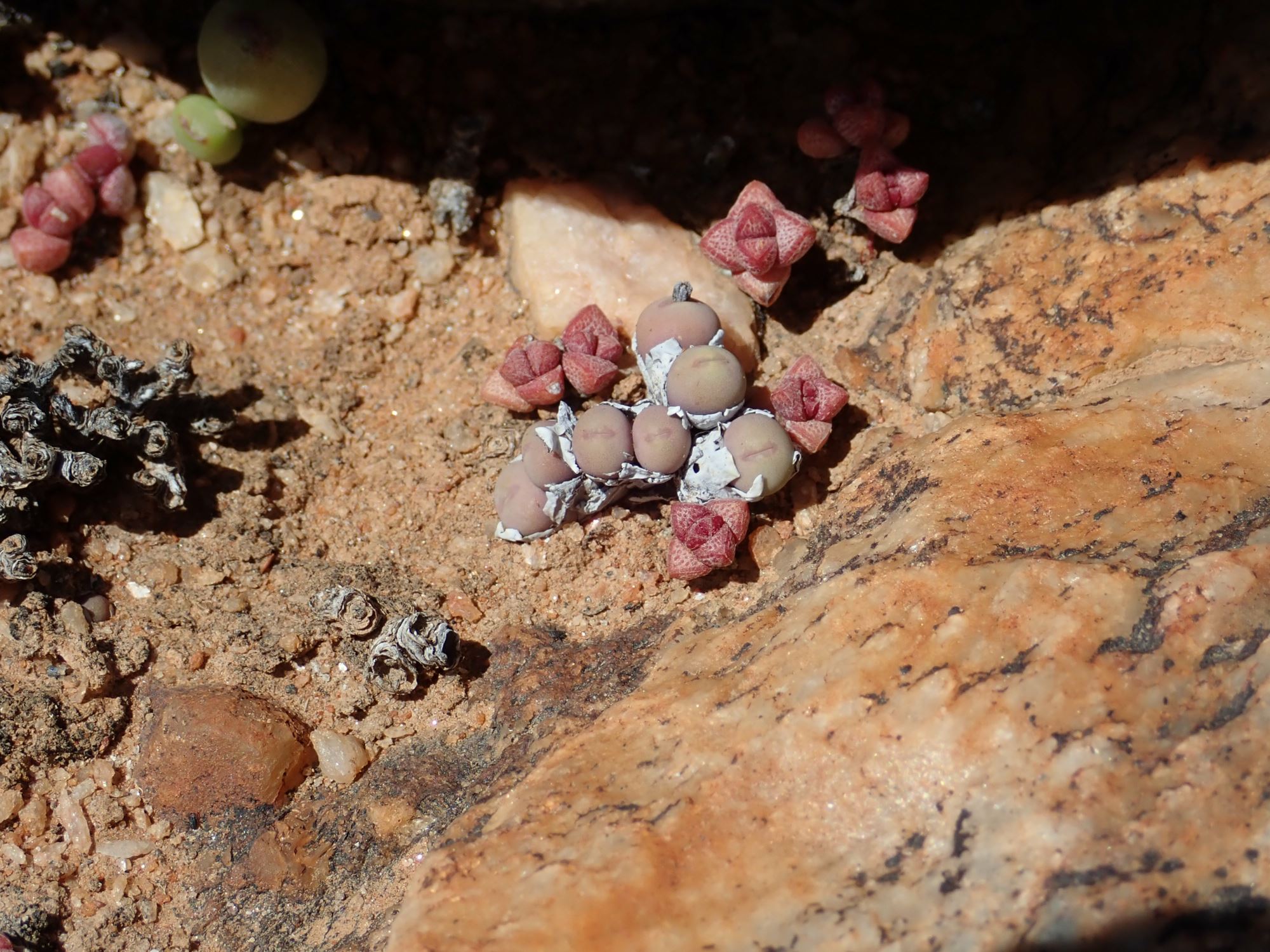Image of Conophytum obscurum