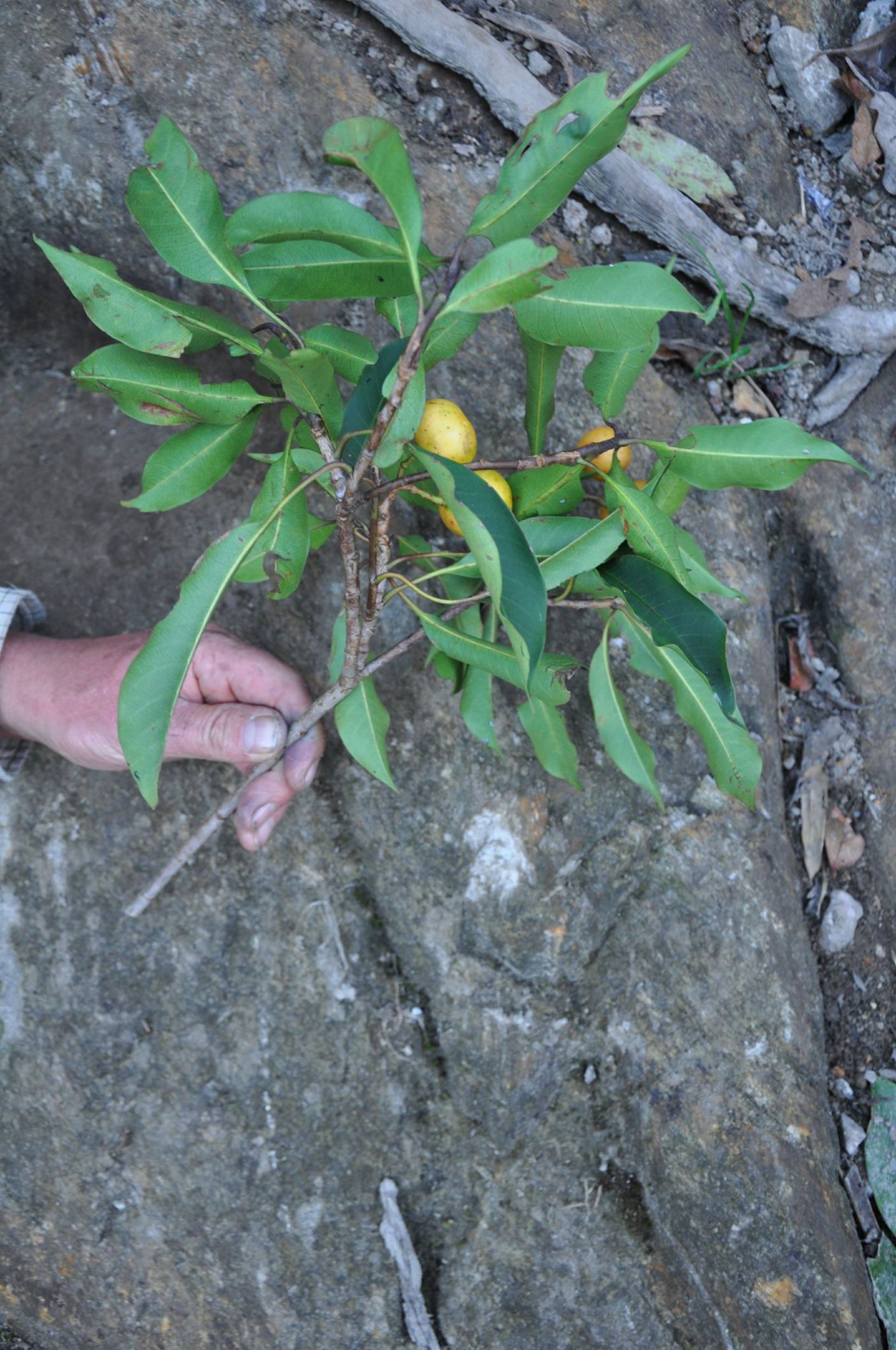 Image of Ilex sp.