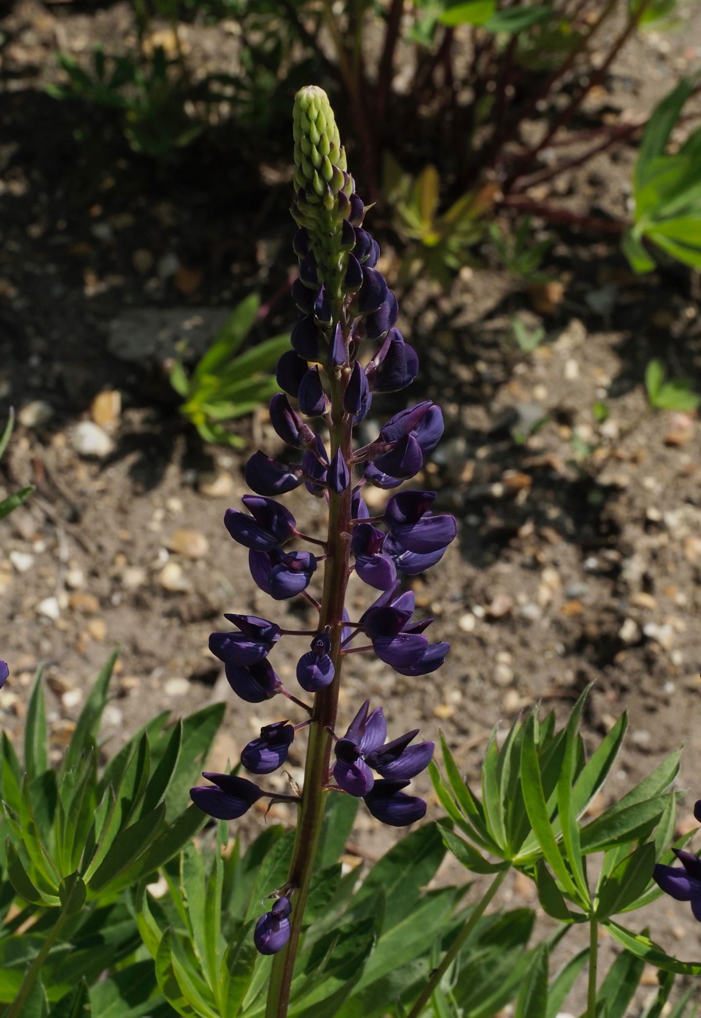 Image of Lupinus polyphyllus