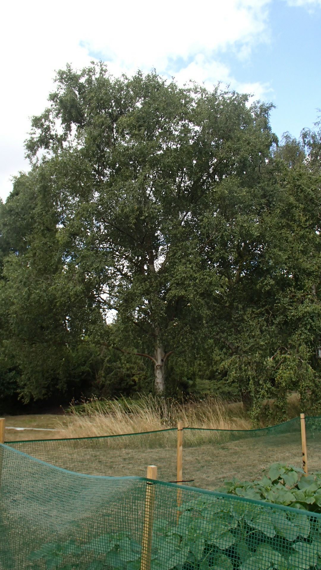 Image of Betula pubescens var. pumila