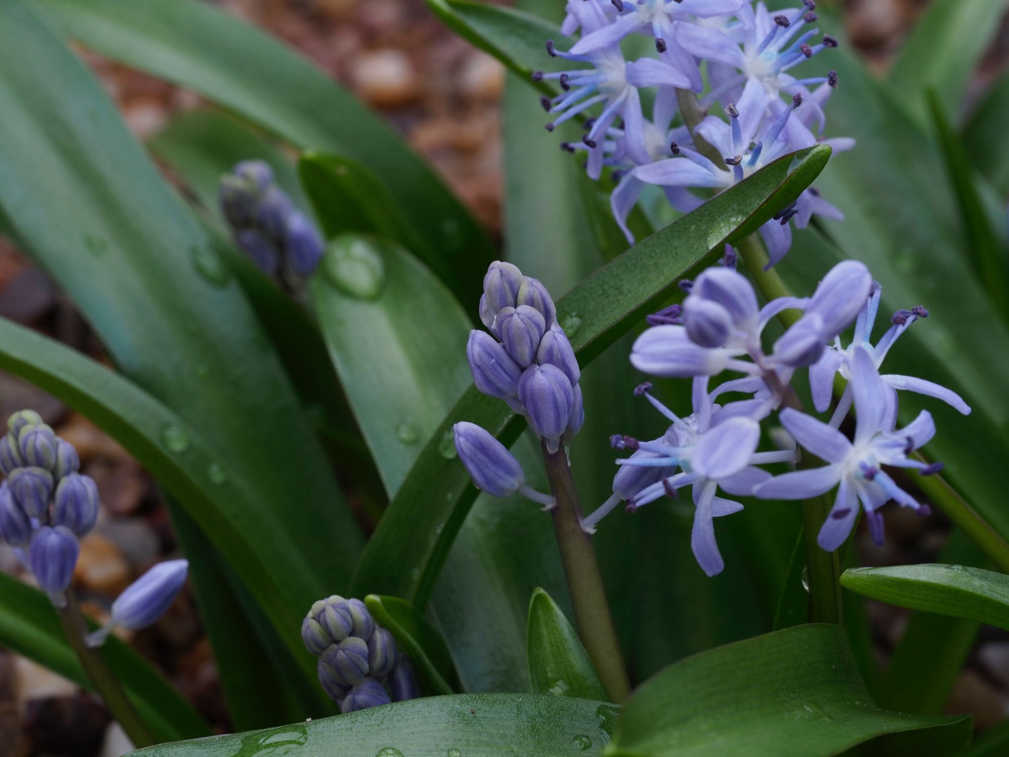 Image of Scilla messeniaca