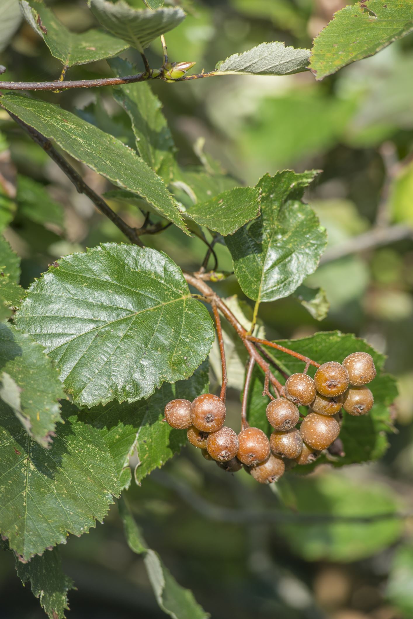 Image of Sorbus devoniensis