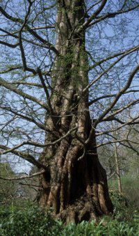 Image of Metasequoia glyptostroboides