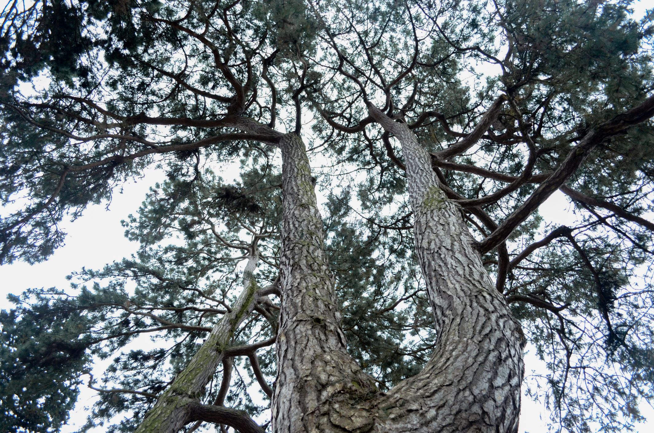 Image of Pinus nigra subsp. pallasiana